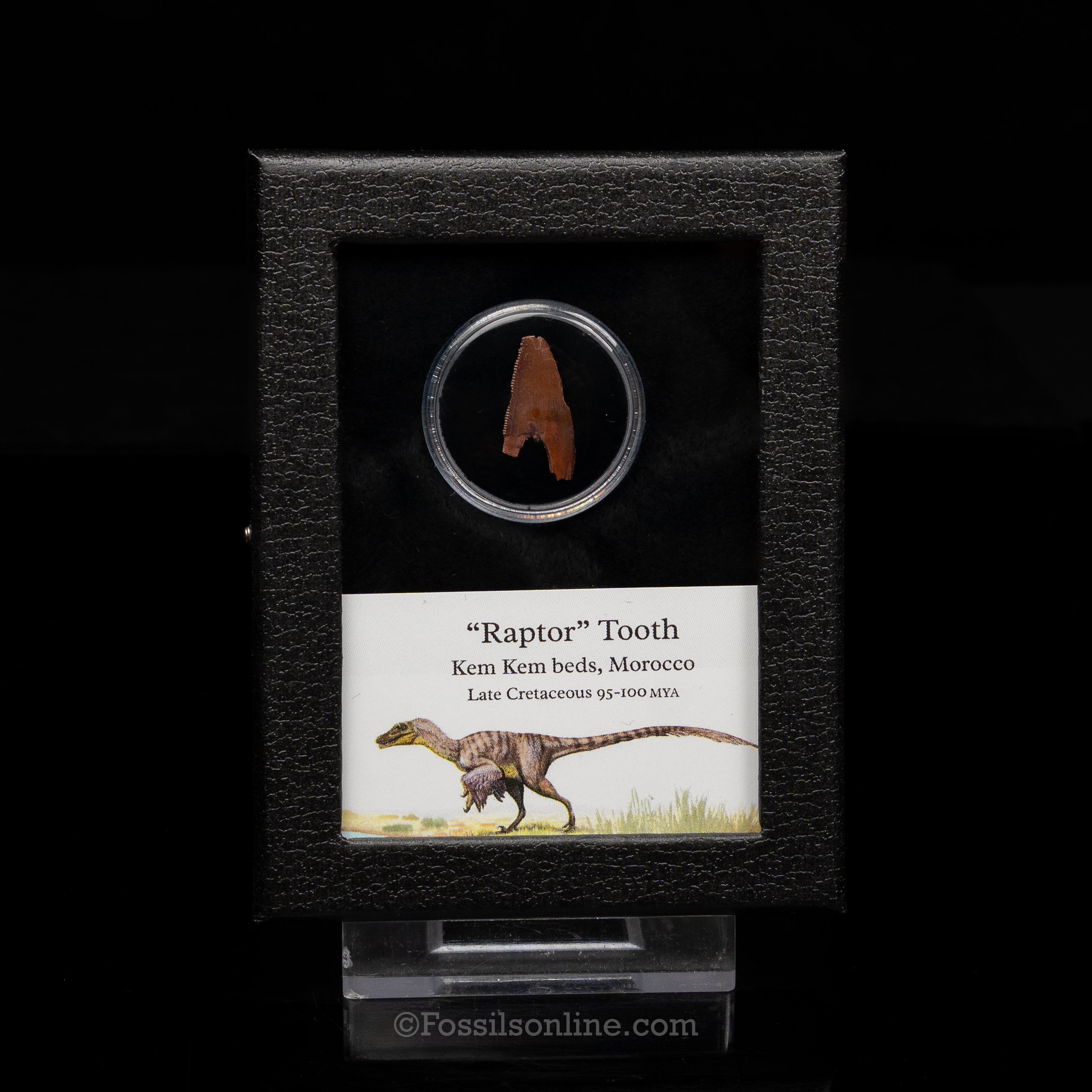 Theropod Dinosaur Tooth "Raptor" in a sm display case