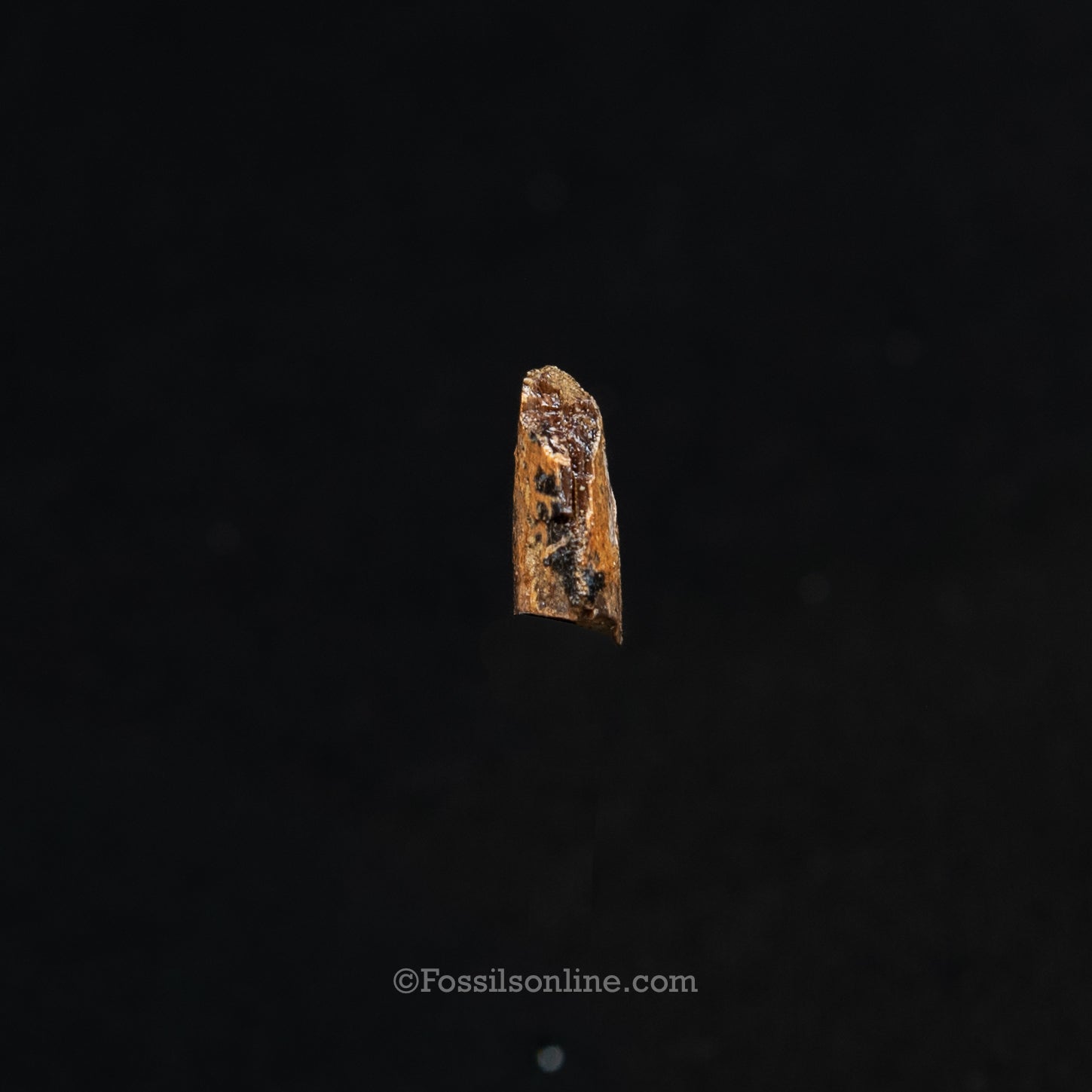 Authentic Nanotyrannus tooth in a Case Lance Formation, Wyoming
