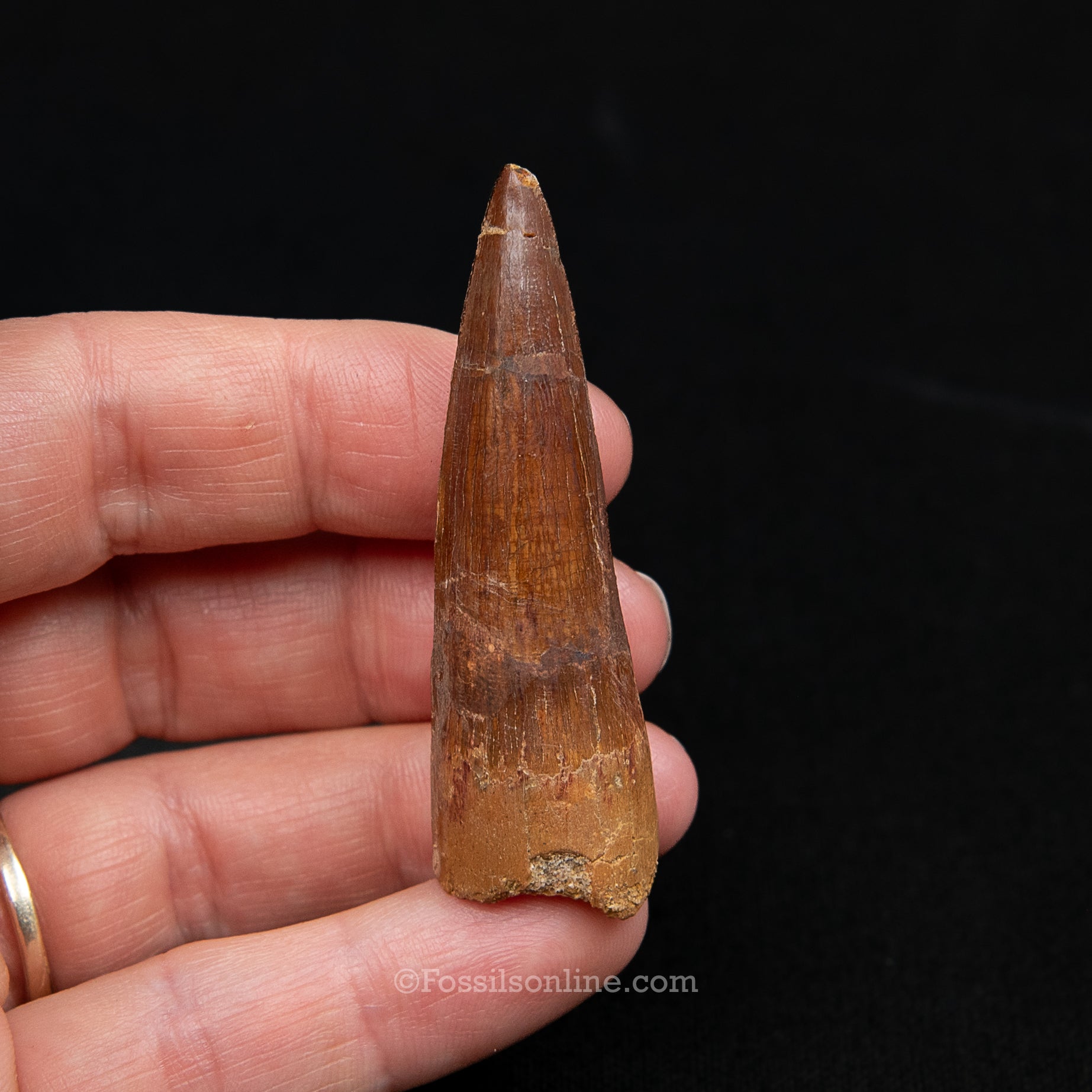 Spinosaurus Dinosaur Tooth Med Case