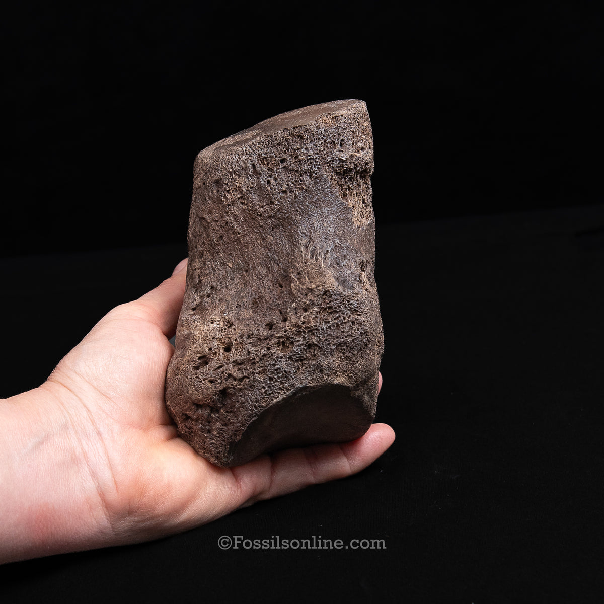 Pleistocene Columbian Mammoth Toe Bone FL