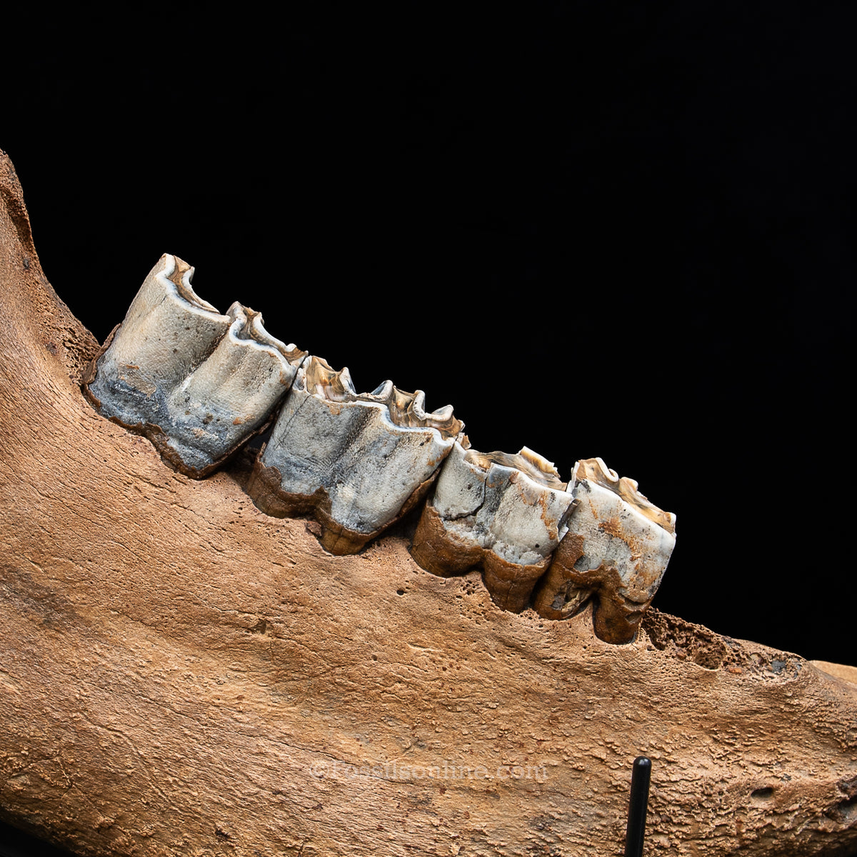 Woolly Rhino Jaw