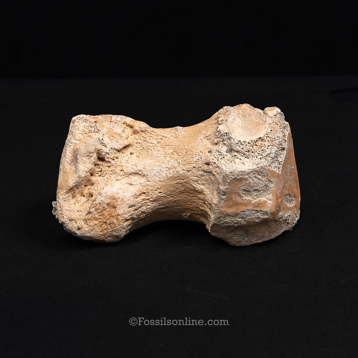 Pleistocene Columbian Mammoth Toe Bone FL