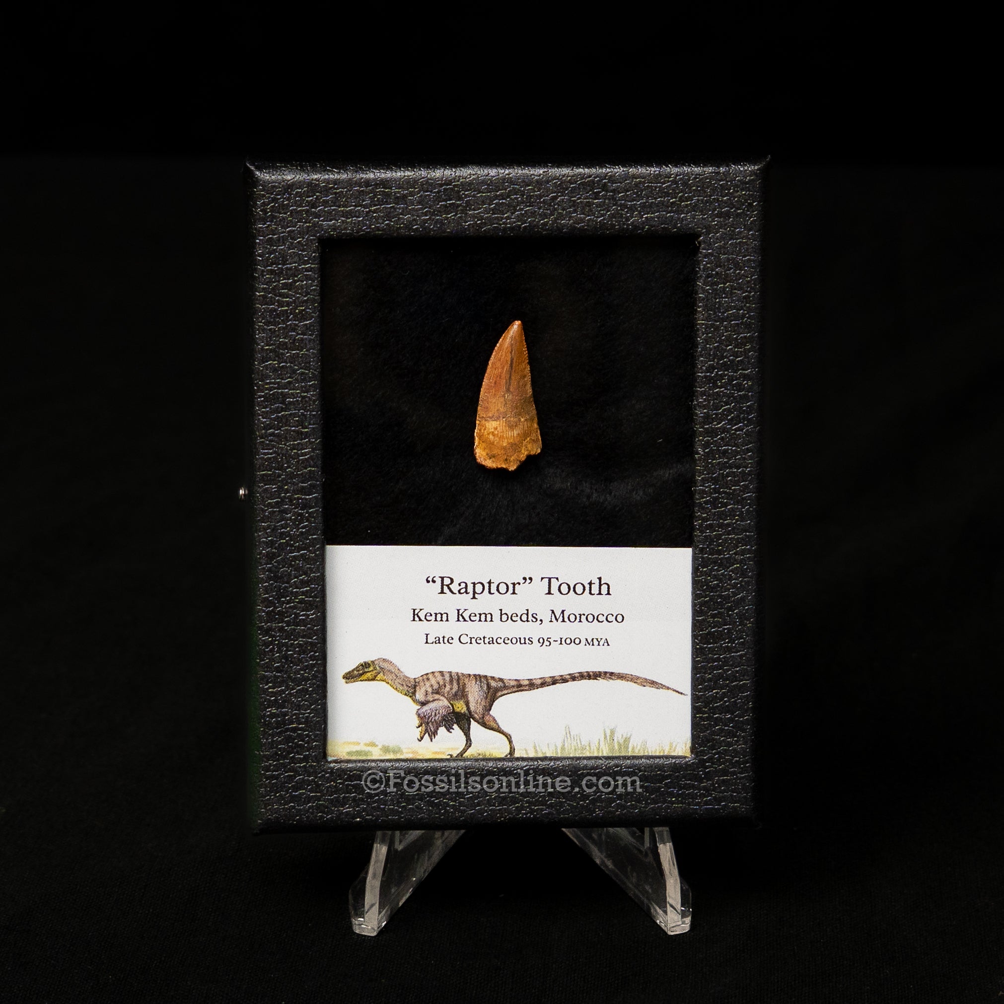 Choice Theropod Dinosaur Tooth "Raptor" in a sm display case