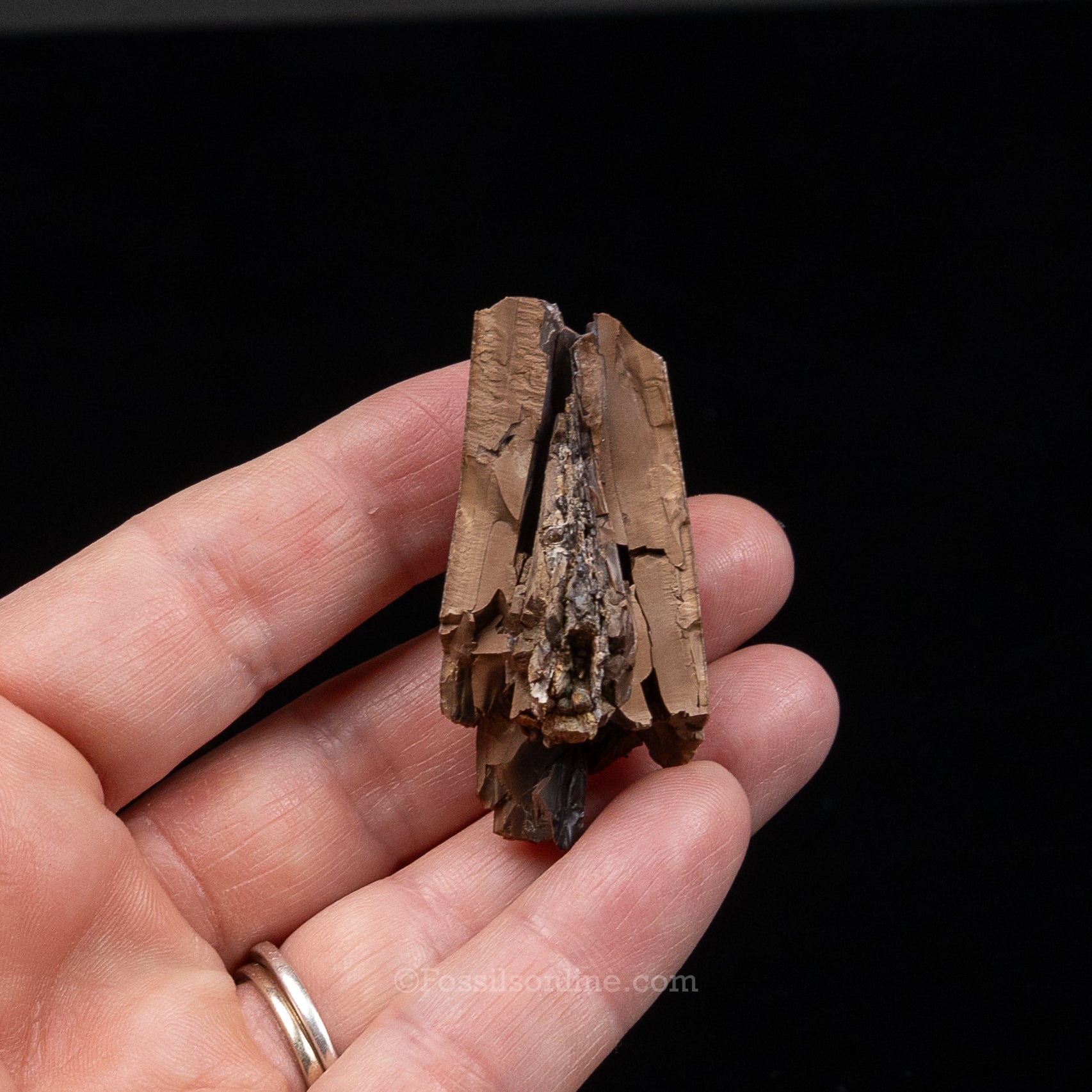 Tyrannosaurus rex Tooth Fragment