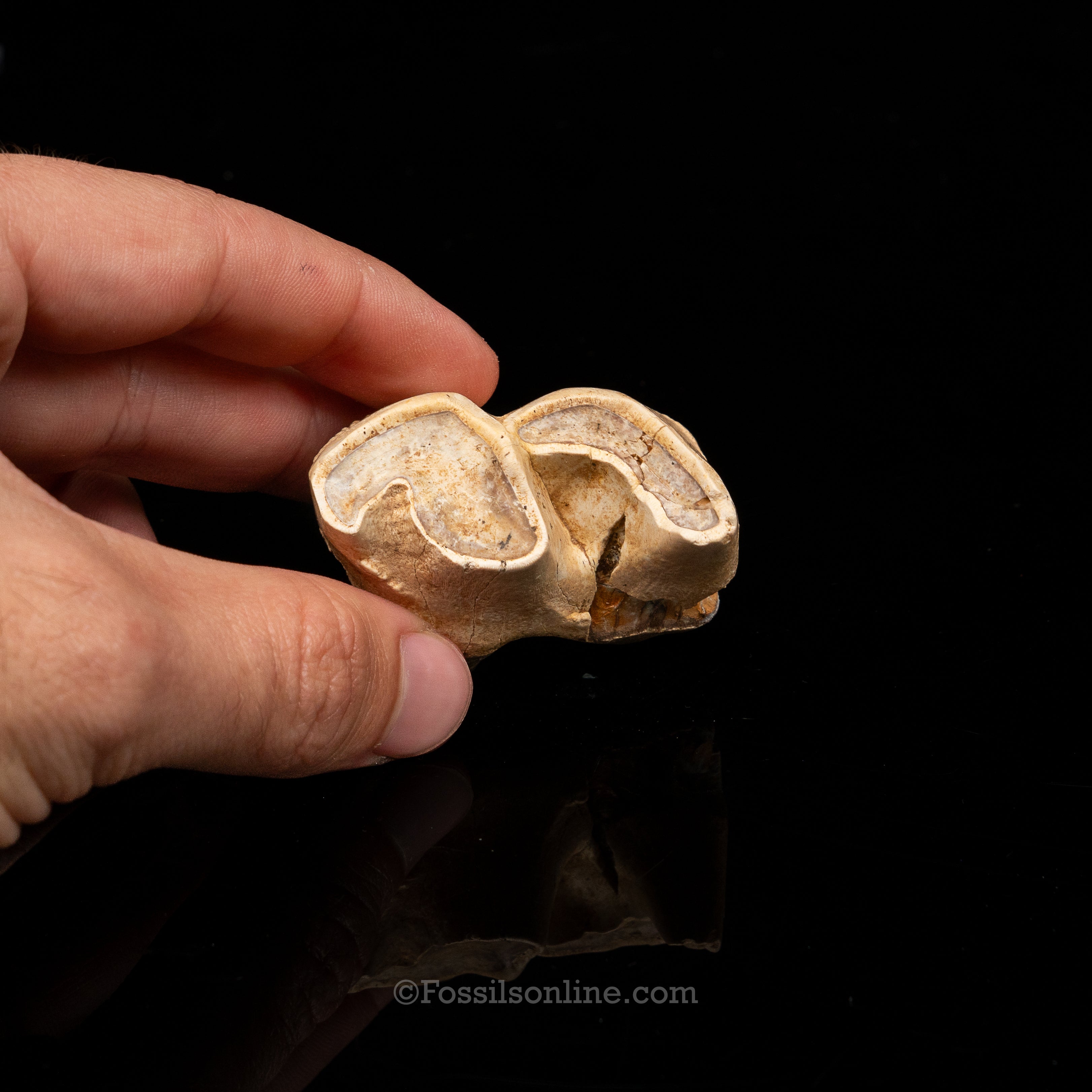 Rare Rhino tooth
