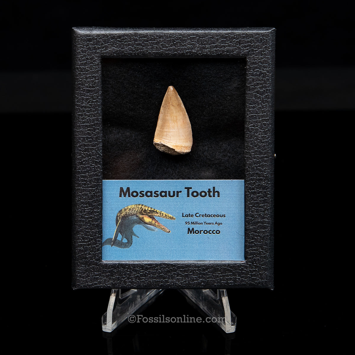 Mosasaur Tooth in sm case