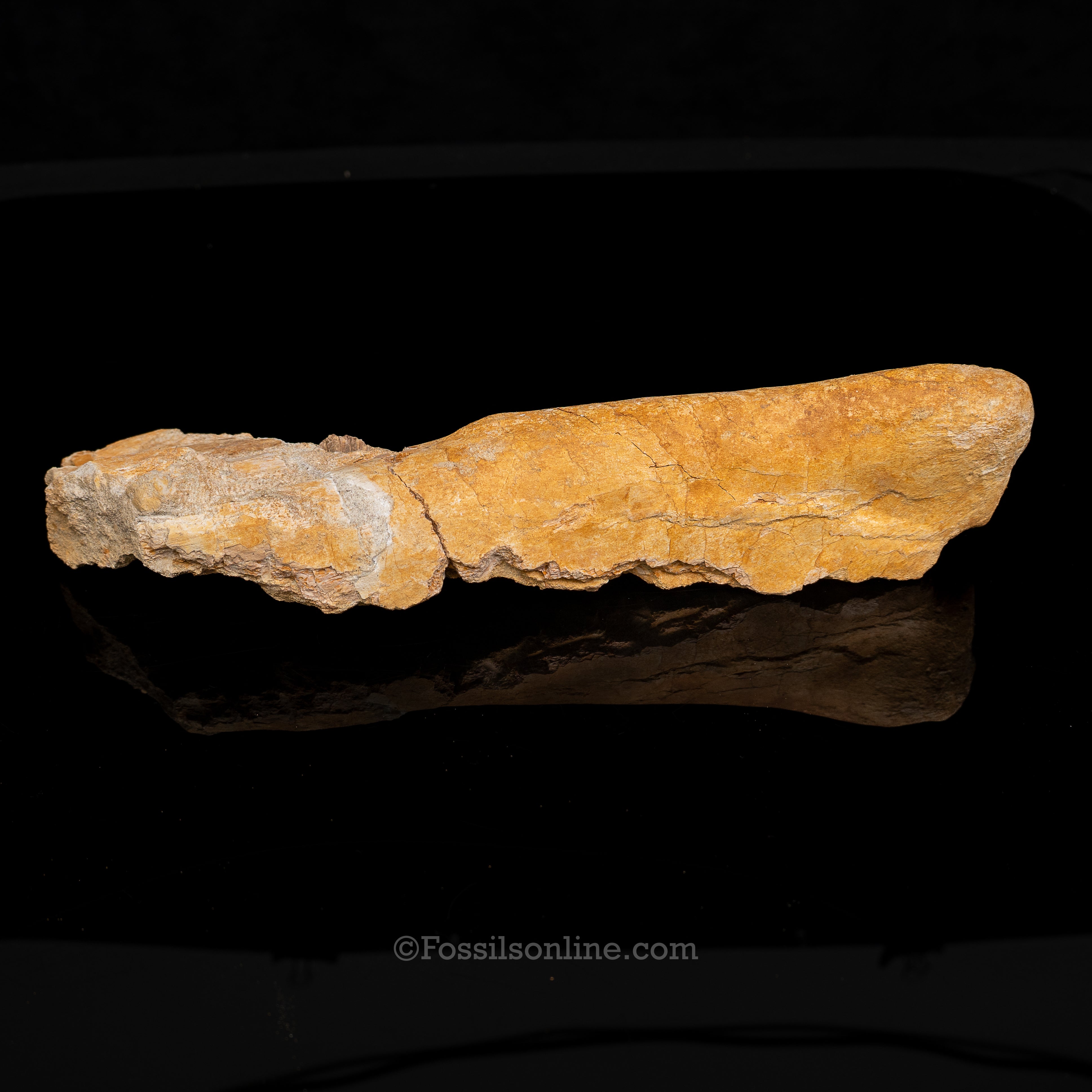 Mosasaur Jaw in Matrix