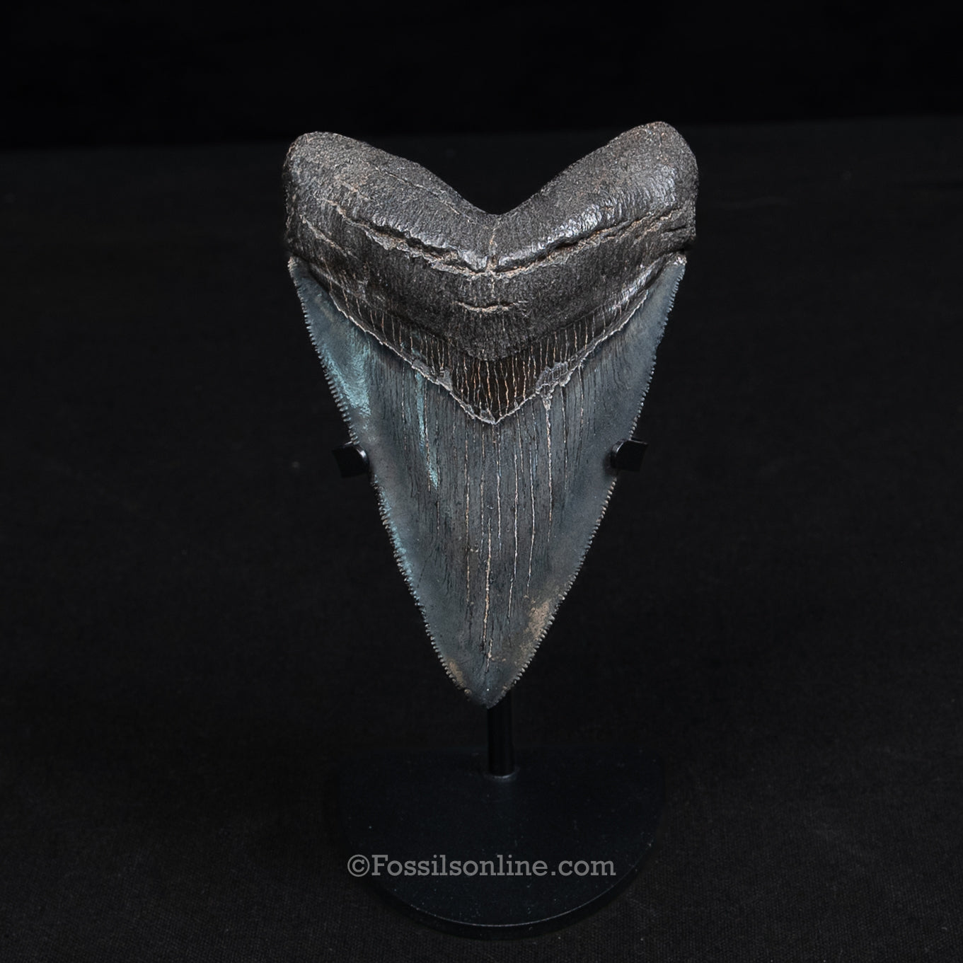 GENUINE PREHISTORIC FOSSIL TOOTH — Chub 4.17", South Carolina