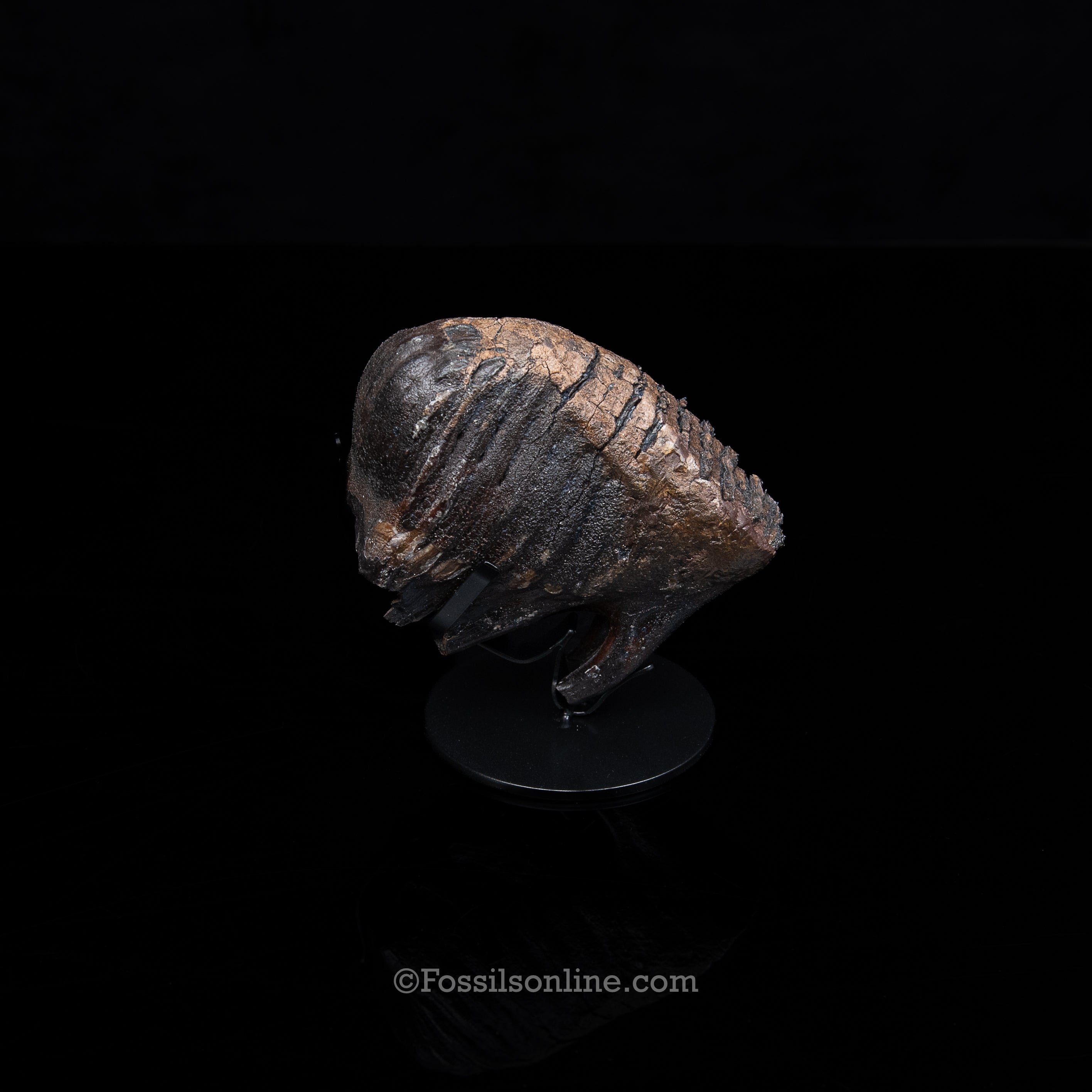 Juvenile Woolly Mammoth Tooth on a Display Stand Alaska