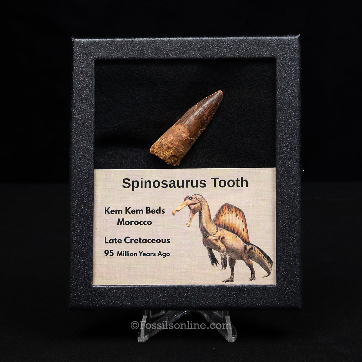 Spinosaurus Dinosaur Tooth Med Case