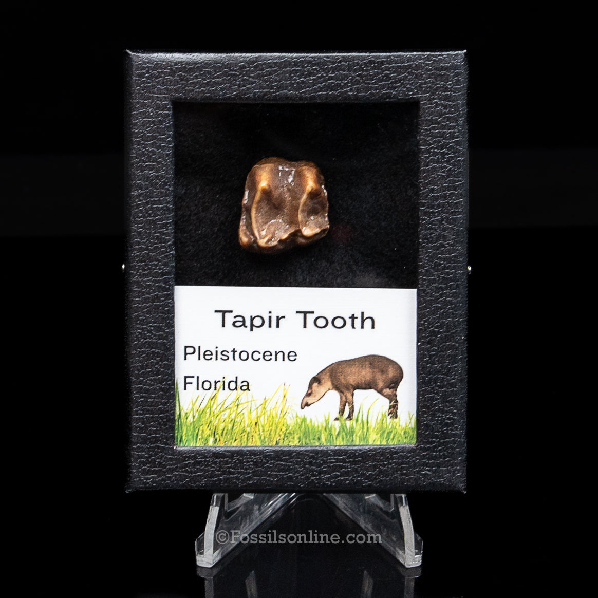 Fossil Tapir Tooth in a sm Case
