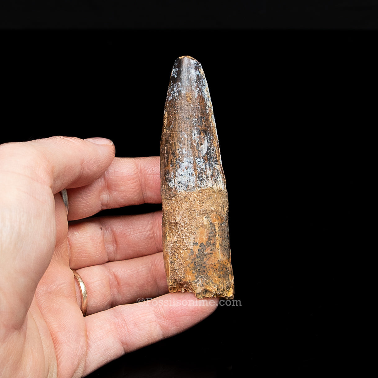 Spinosaurus Dinosaur Tooth in Lg Case