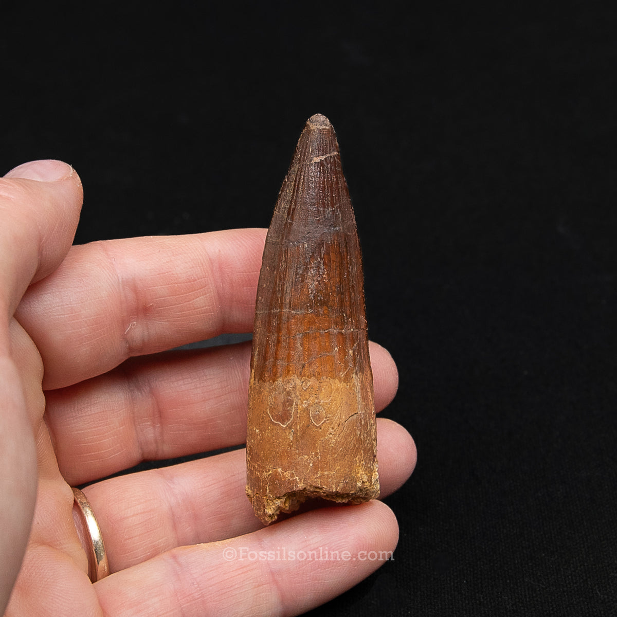 Spinosaurus Dinosaur Tooth Med Case
