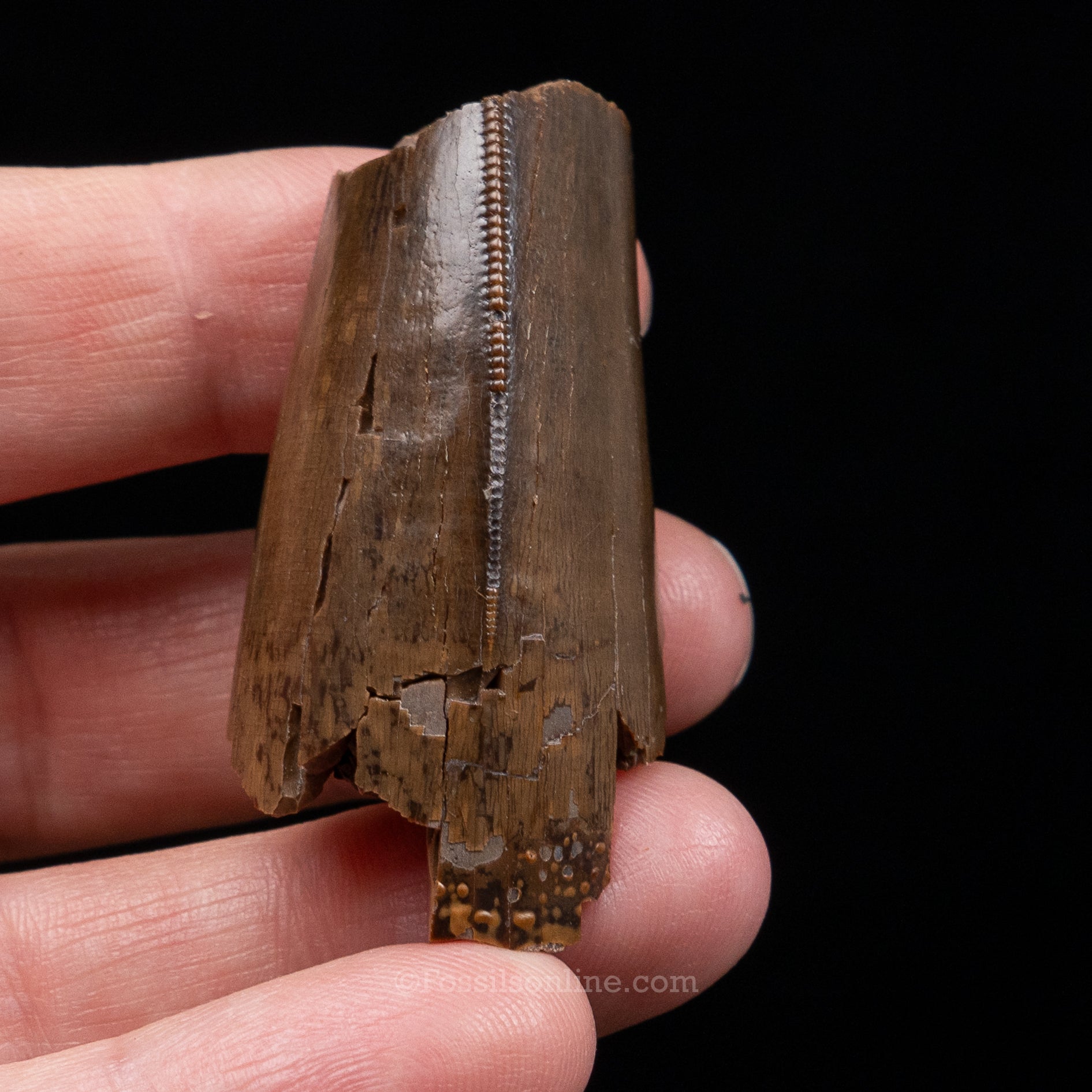 Tyrannosaurus rex Tooth Fragment