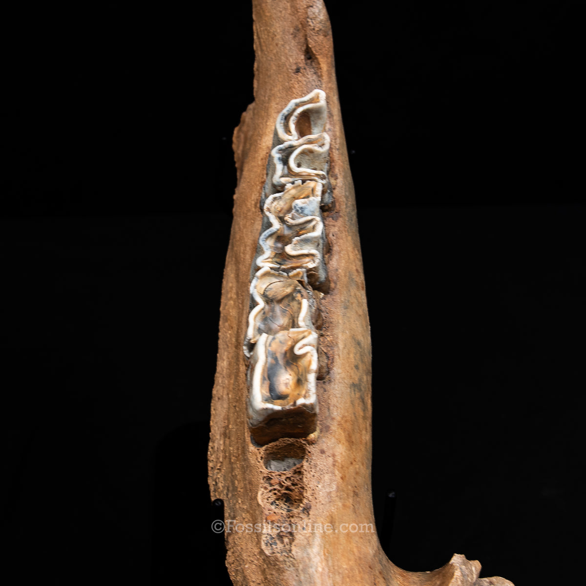 Woolly Rhino Jaw