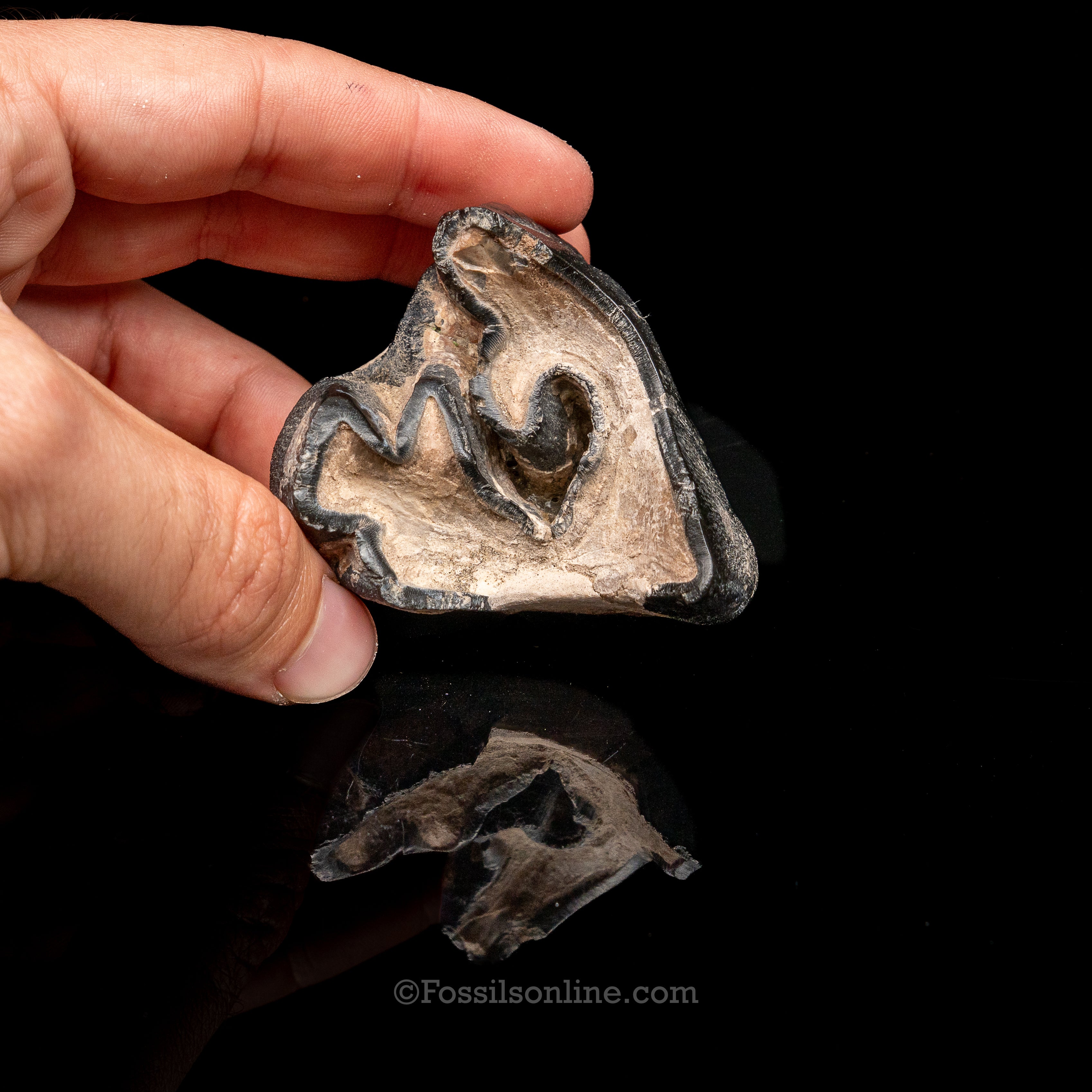 Bone Valley Rhino tooth
