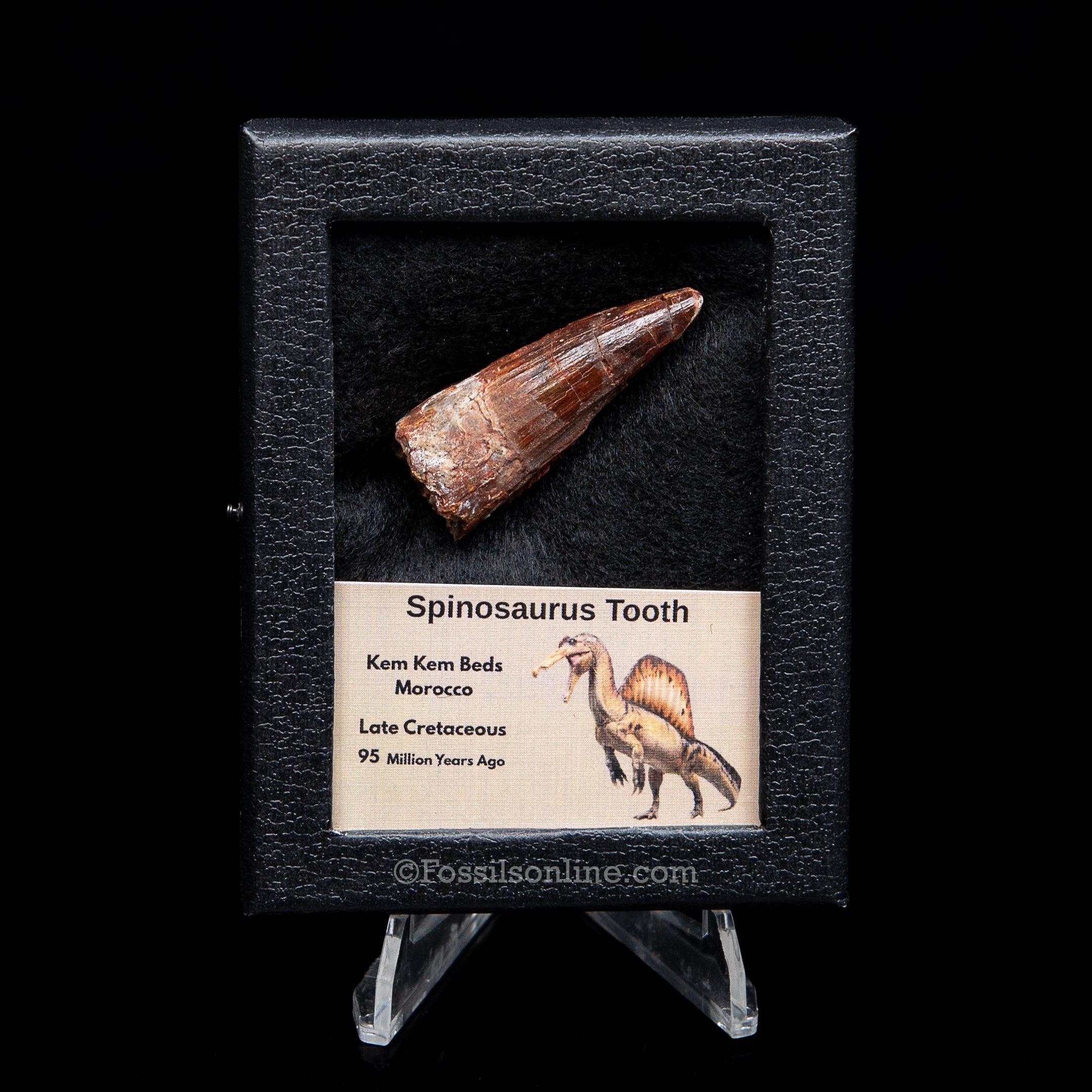 Spinosaurus Dinosaur Tooth Sm Case