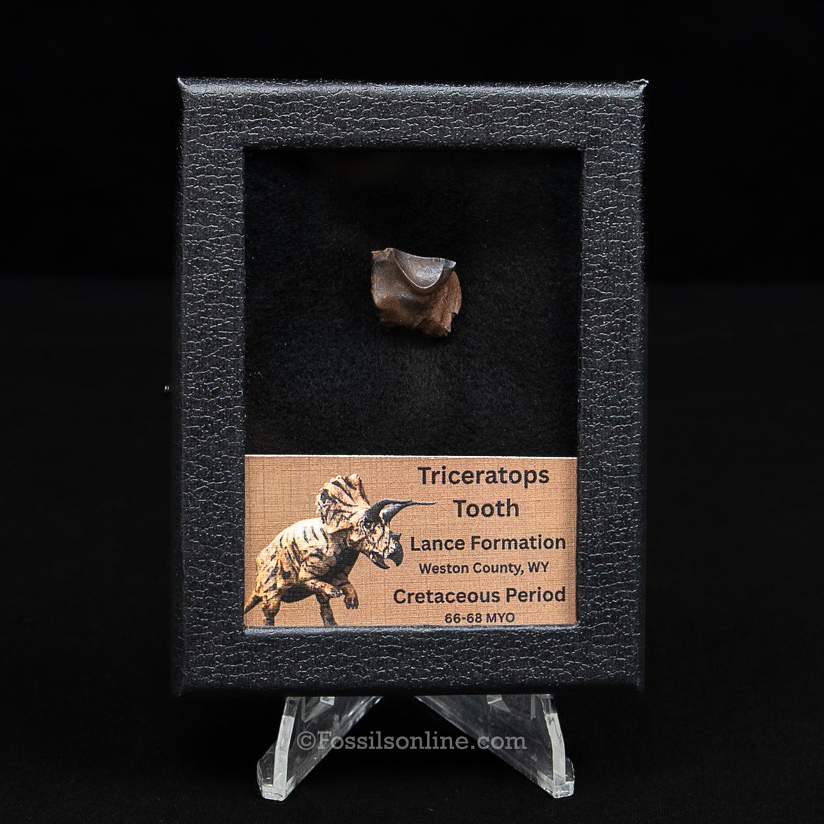 LG Triceratops Tooth in Case Lance FM