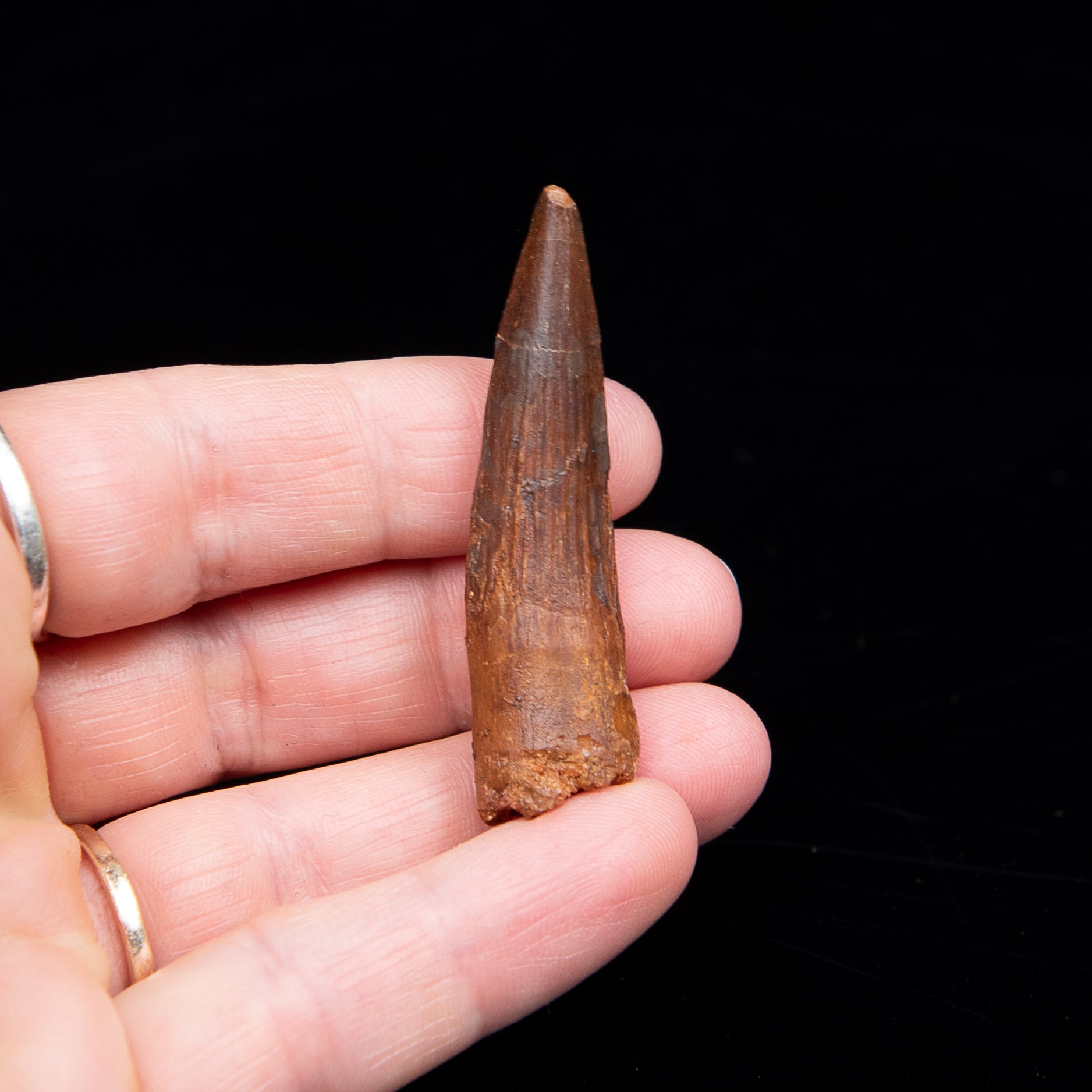 Spinosaurus Dinosaur Tooth Med Case