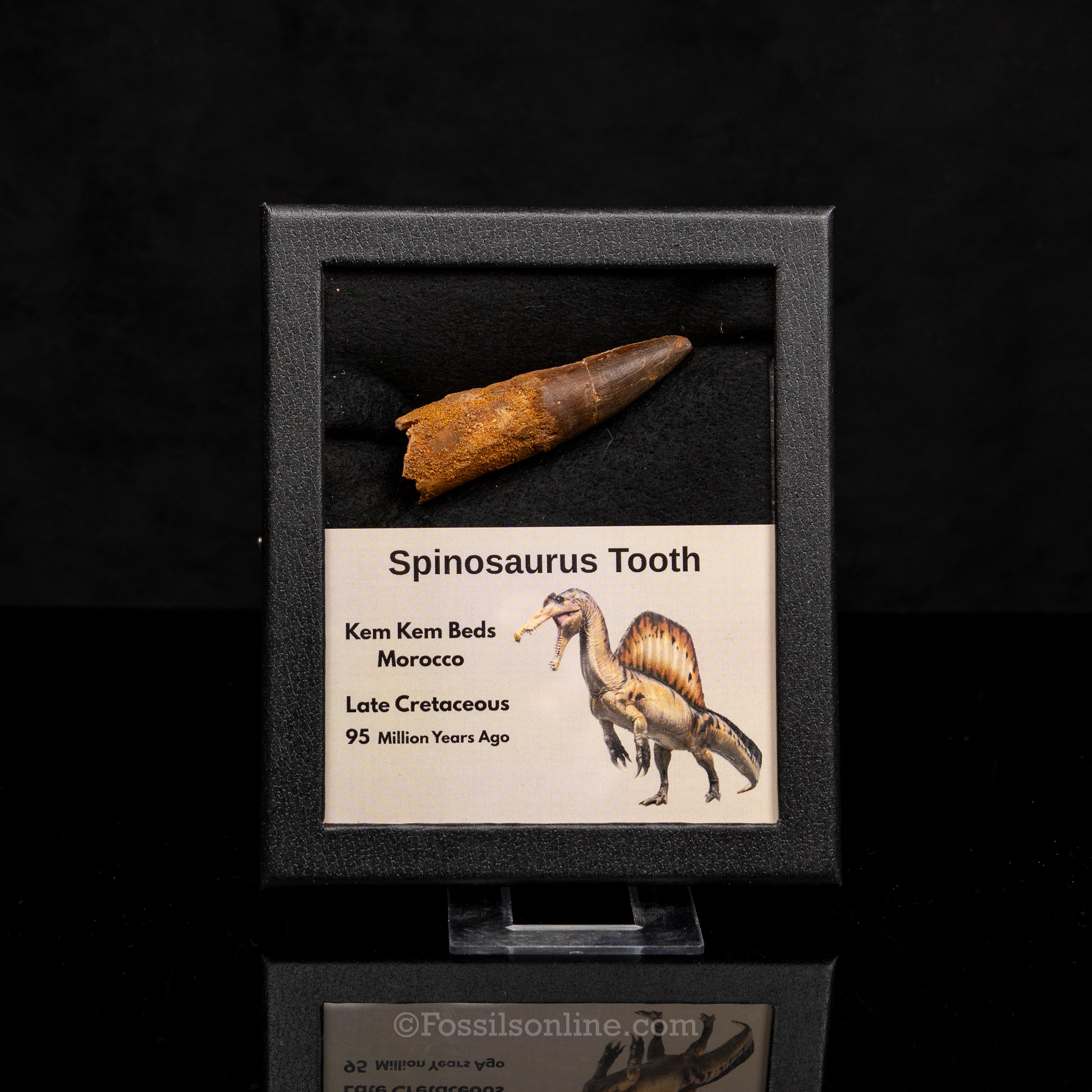 Spinosaurus Dinosaur Tooth Med Case