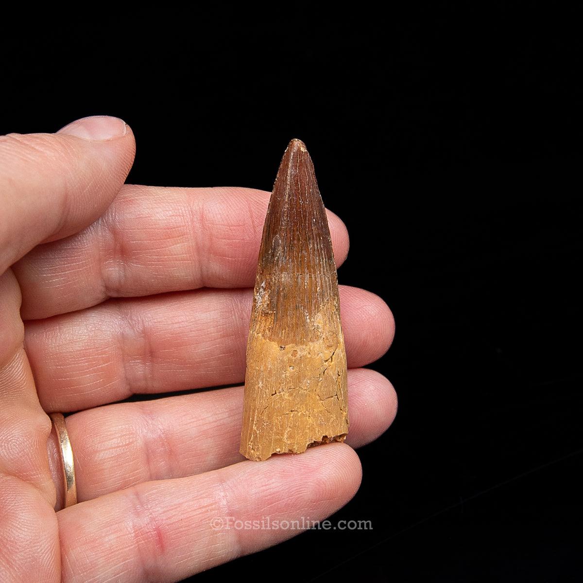 Spinosaurus Dinosaur Tooth Med Case