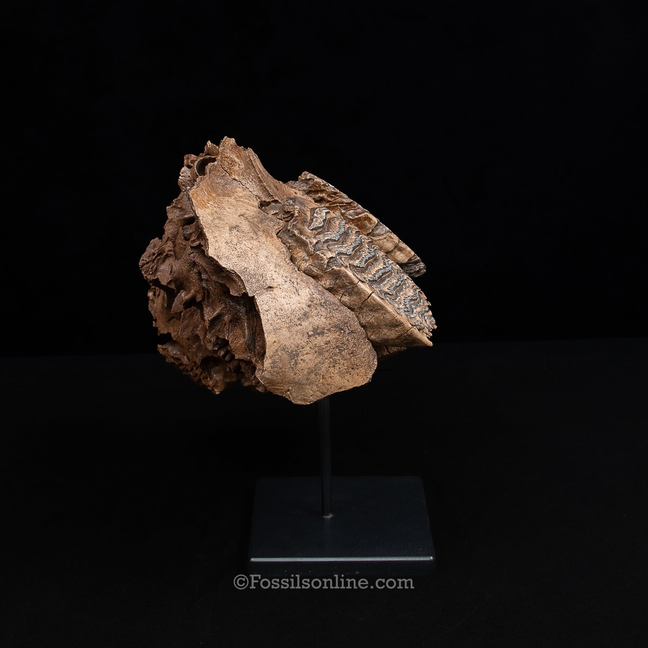 Juvenile Woolly Mammoth Maxilla on Display Stand