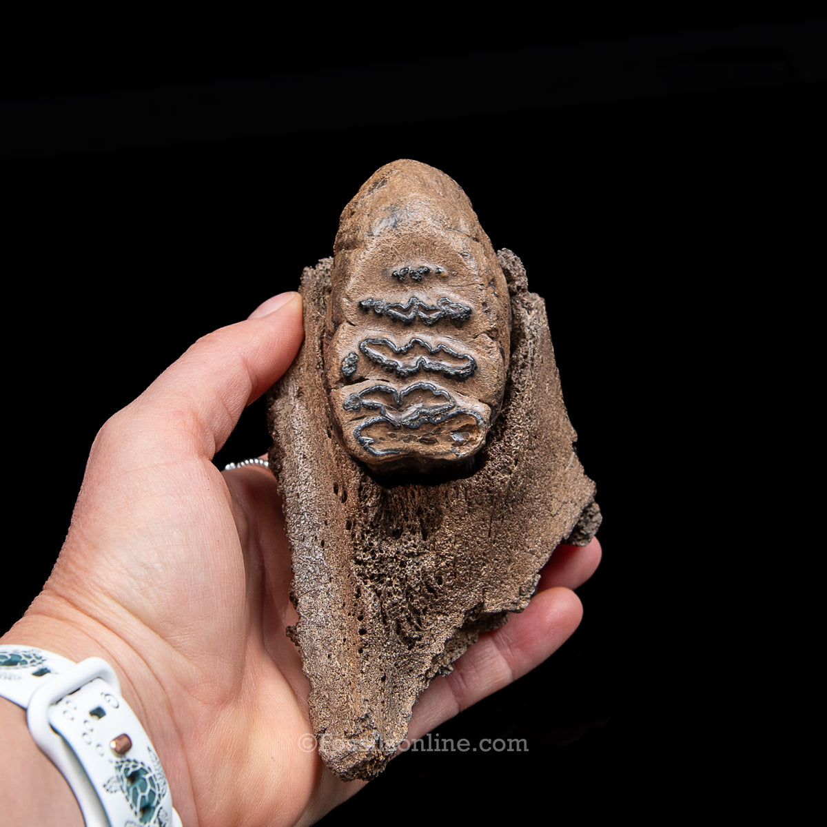 Juvenile Woolly Mammoth  Molar in Maxilla Fragment