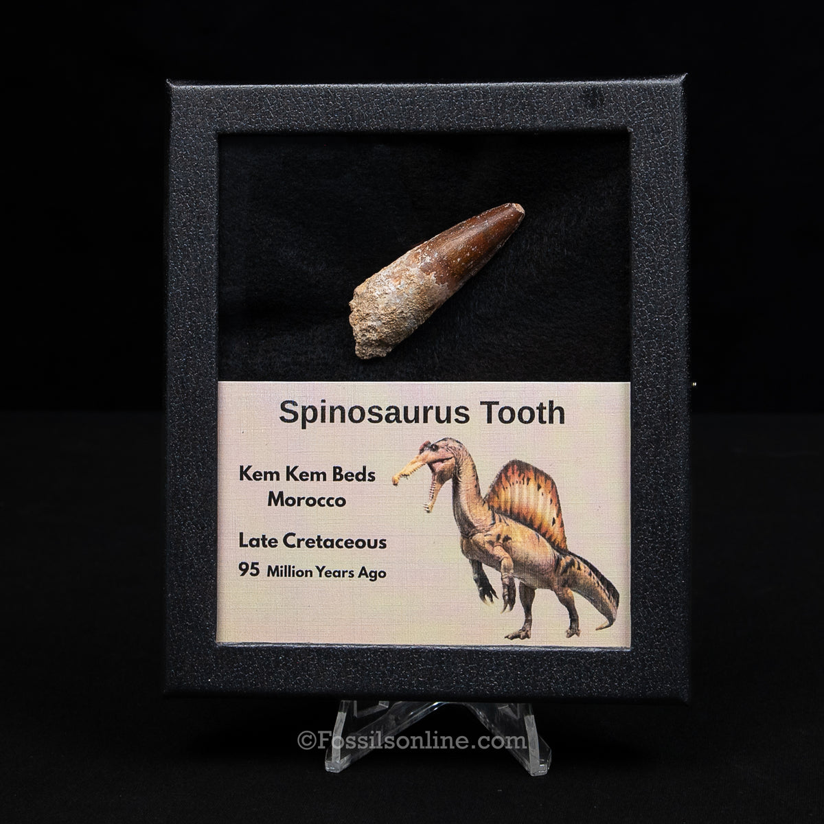 Spinosaurus Dinosaur Tooth Med Case