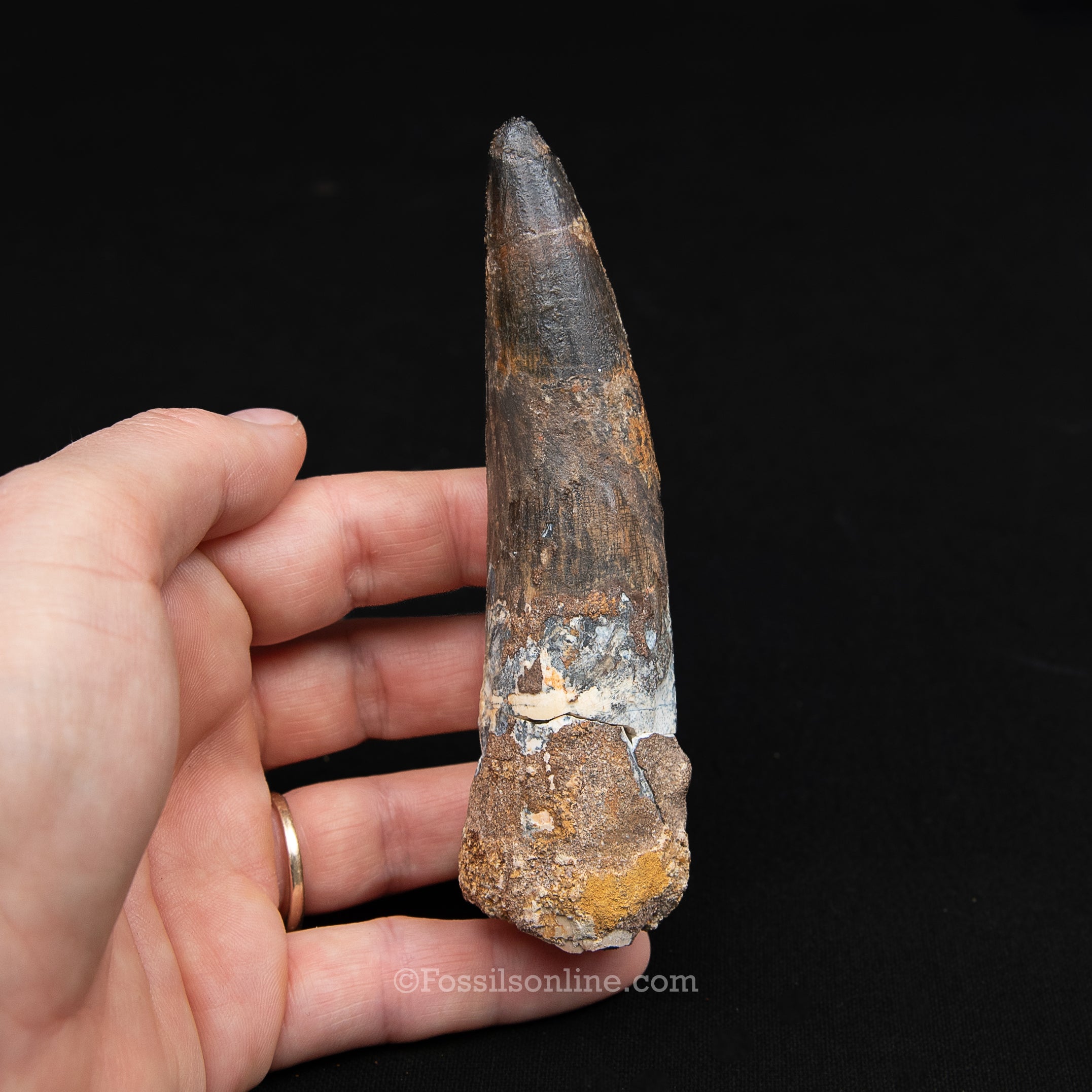 XL Spinosaurus Dinosaur Tooth Lg Case