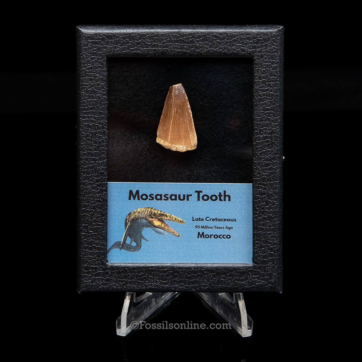 Mosasaur Tooth in sm case
