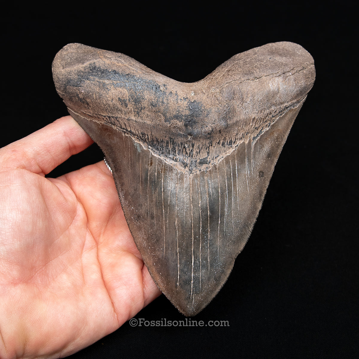 Genuine Prehistoric Fossil Tooth — Meg 5.69", St. Mary River, GA