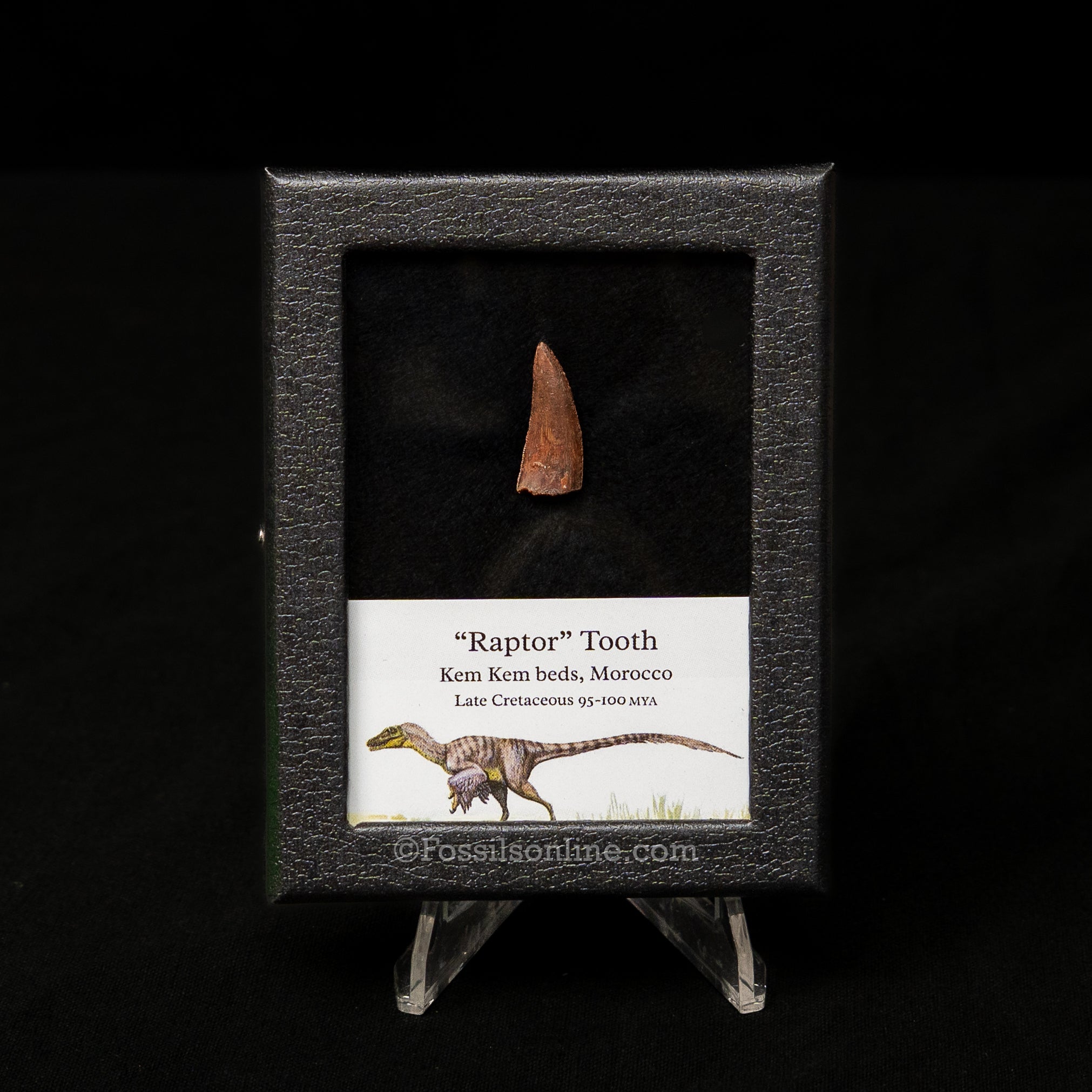 Choice Theropod Dinosaur Tooth "Raptor" in a sm display case