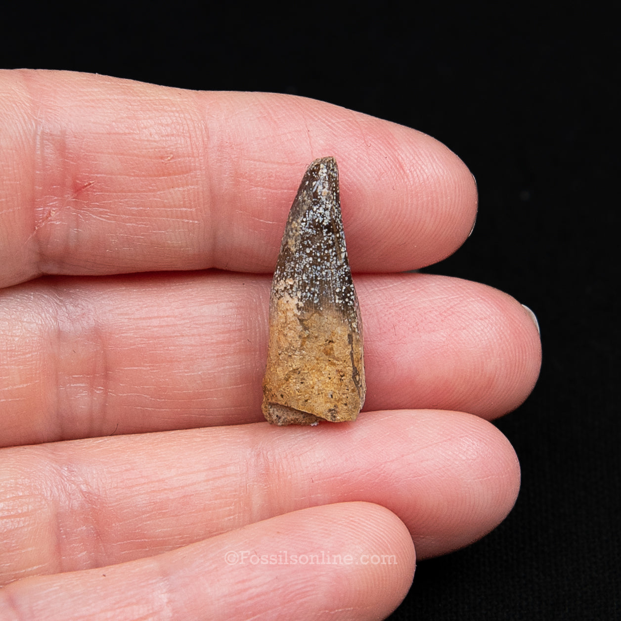 Authentic Nanotyrannus Premax tooth in a Case Lance Formation, Wyoming