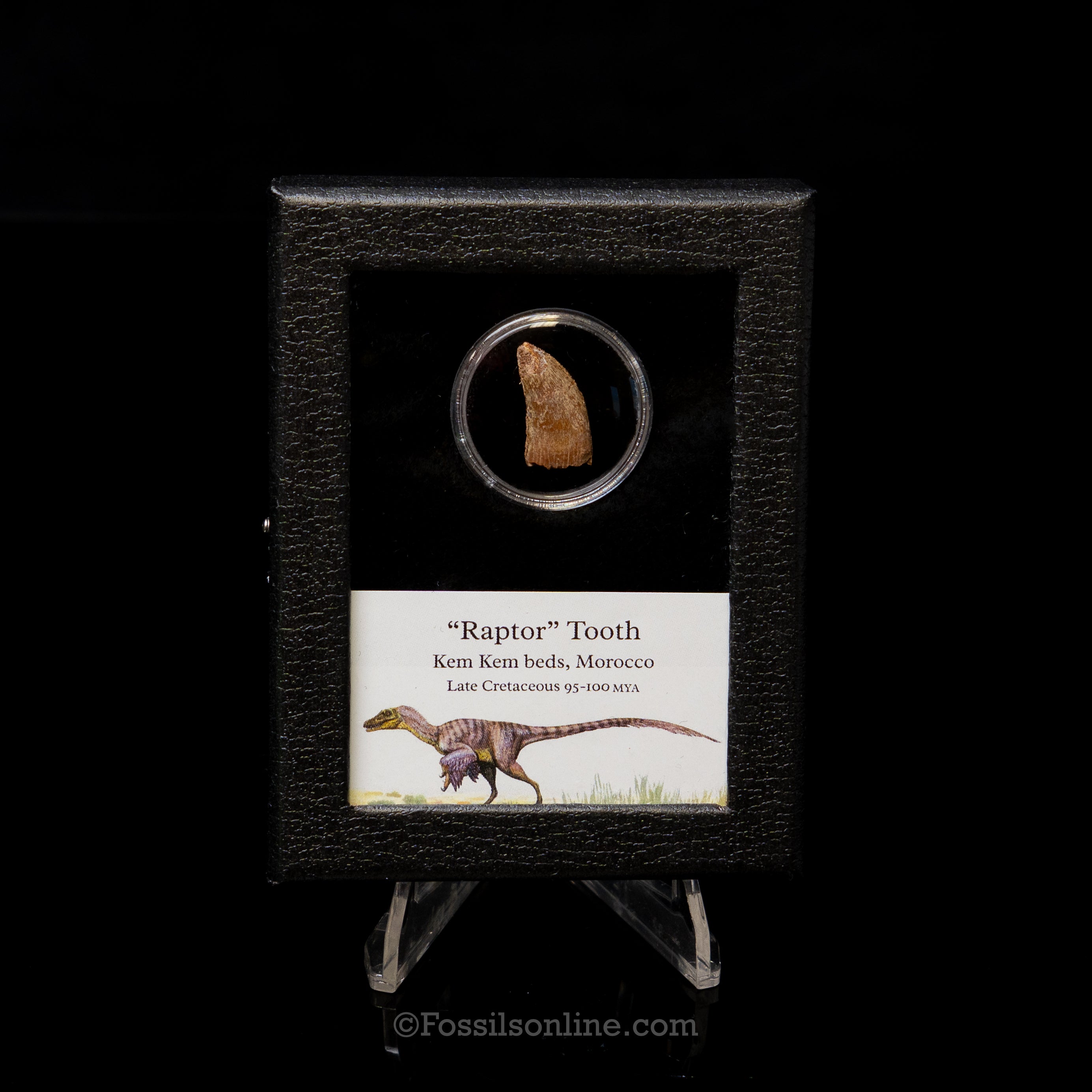 Theropod Dinosaur Tooth "Raptor" in a sm display case