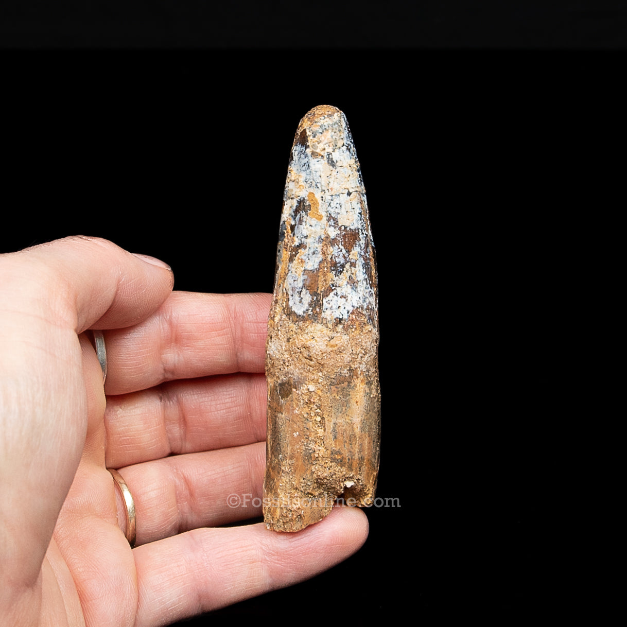 Spinosaurus Dinosaur Tooth in Lg Case