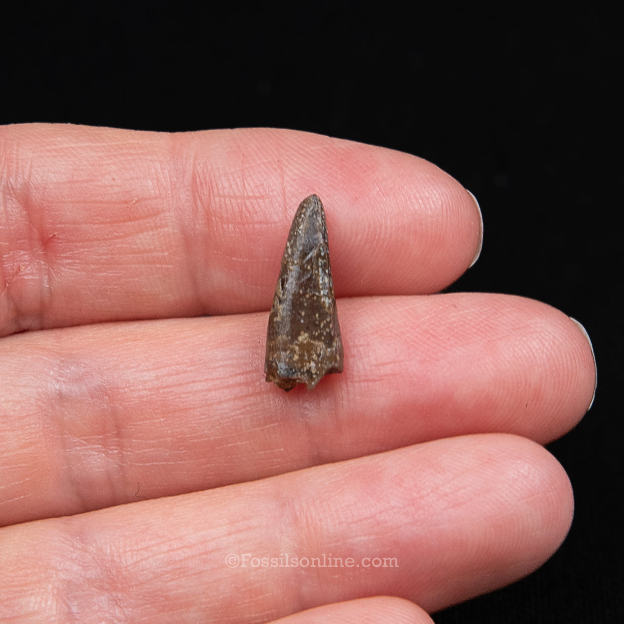 Authentic Nanotyrannus Premax tooth in a Case Lance Formation, Wyoming