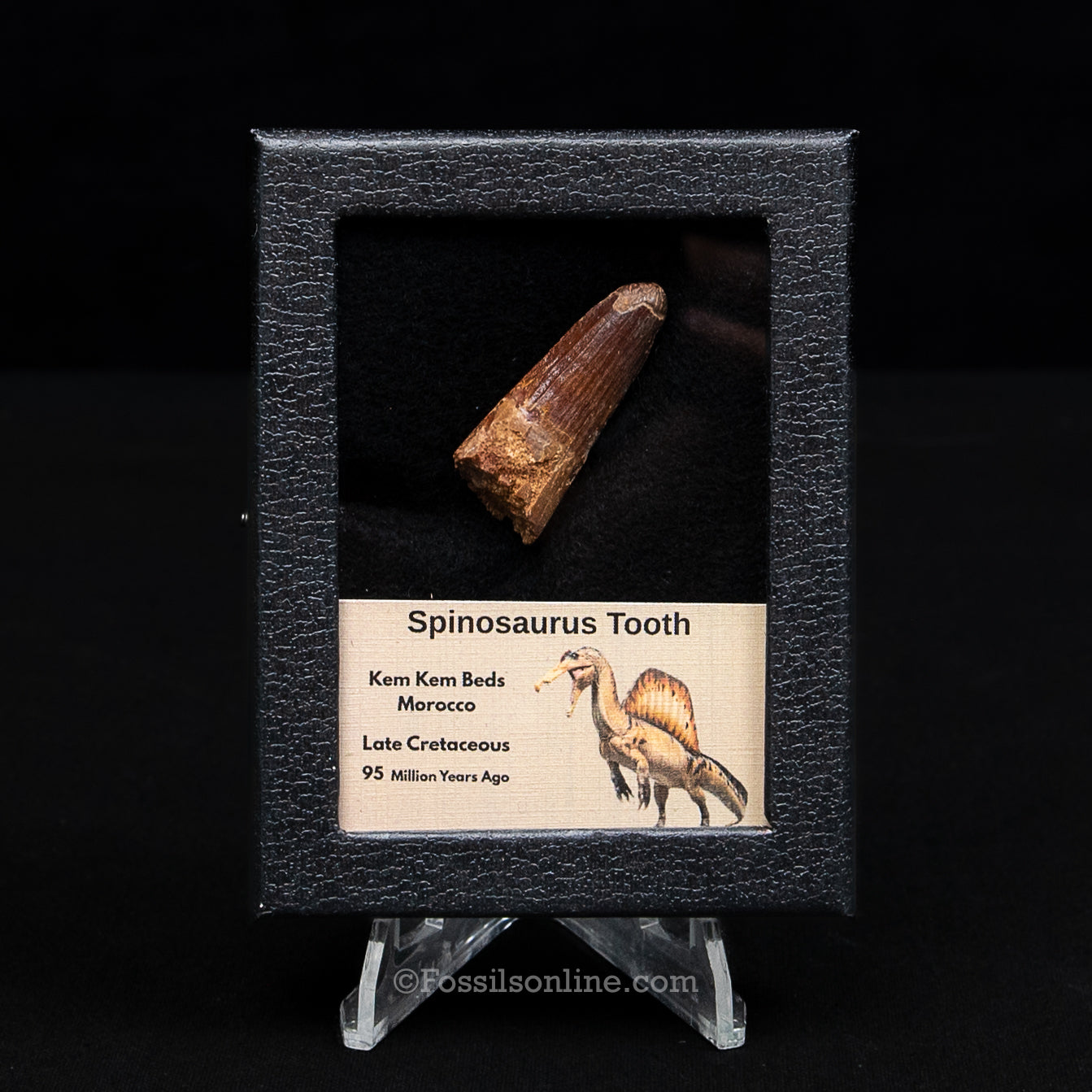 Spinosaurus Dinosaur Tooth Sm Case