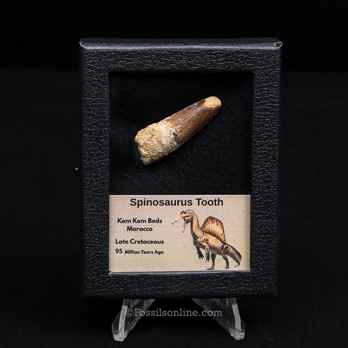Spinosaurus Dinosaur Tooth Sm Case