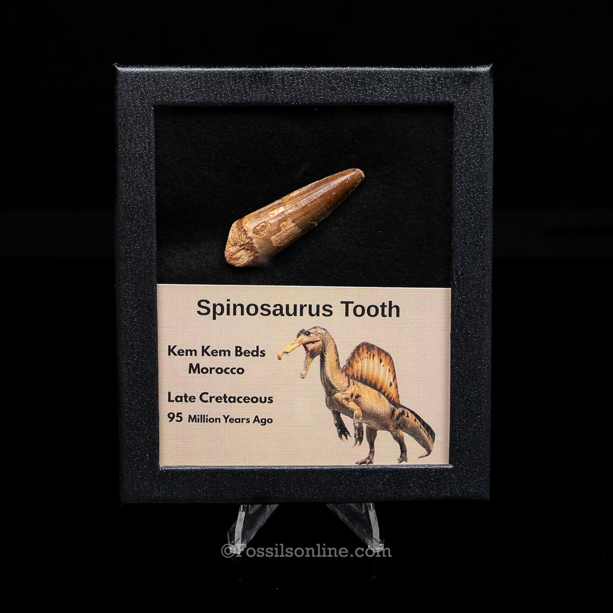 Spinosaurus Dinosaur Tooth Med Case