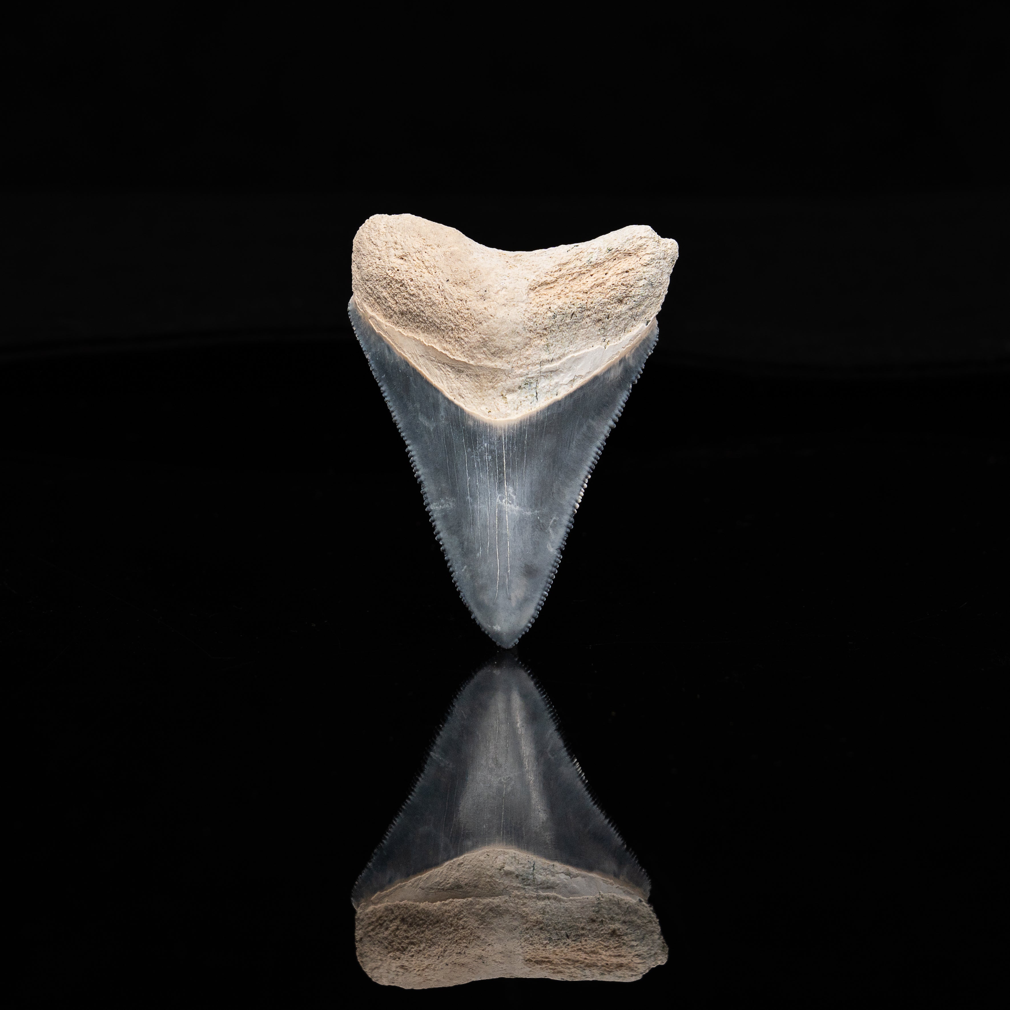 Bone Valley Megalodon 2.27"