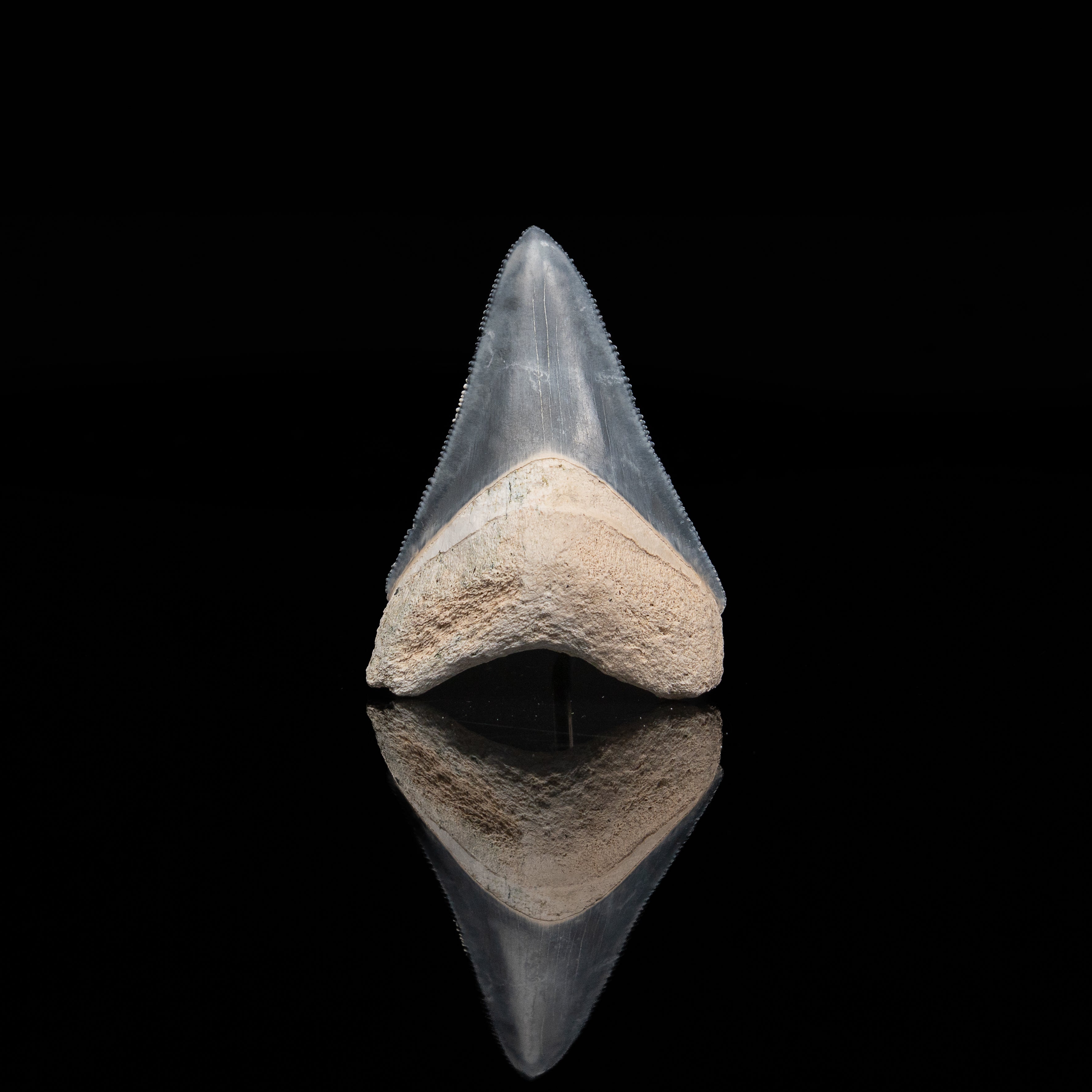 Bone Valley Megalodon 2.27"