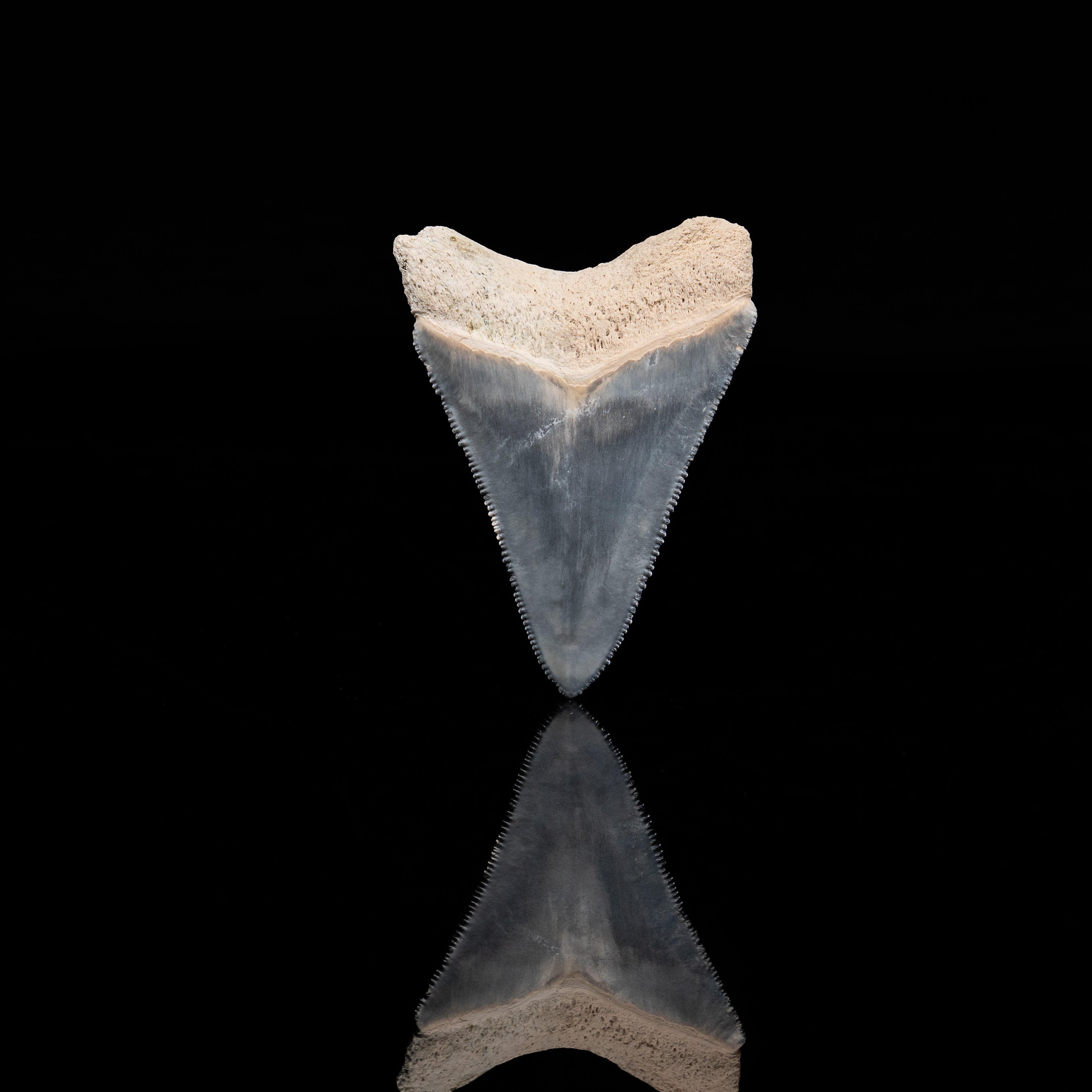 Bone Valley Megalodon 2.27"