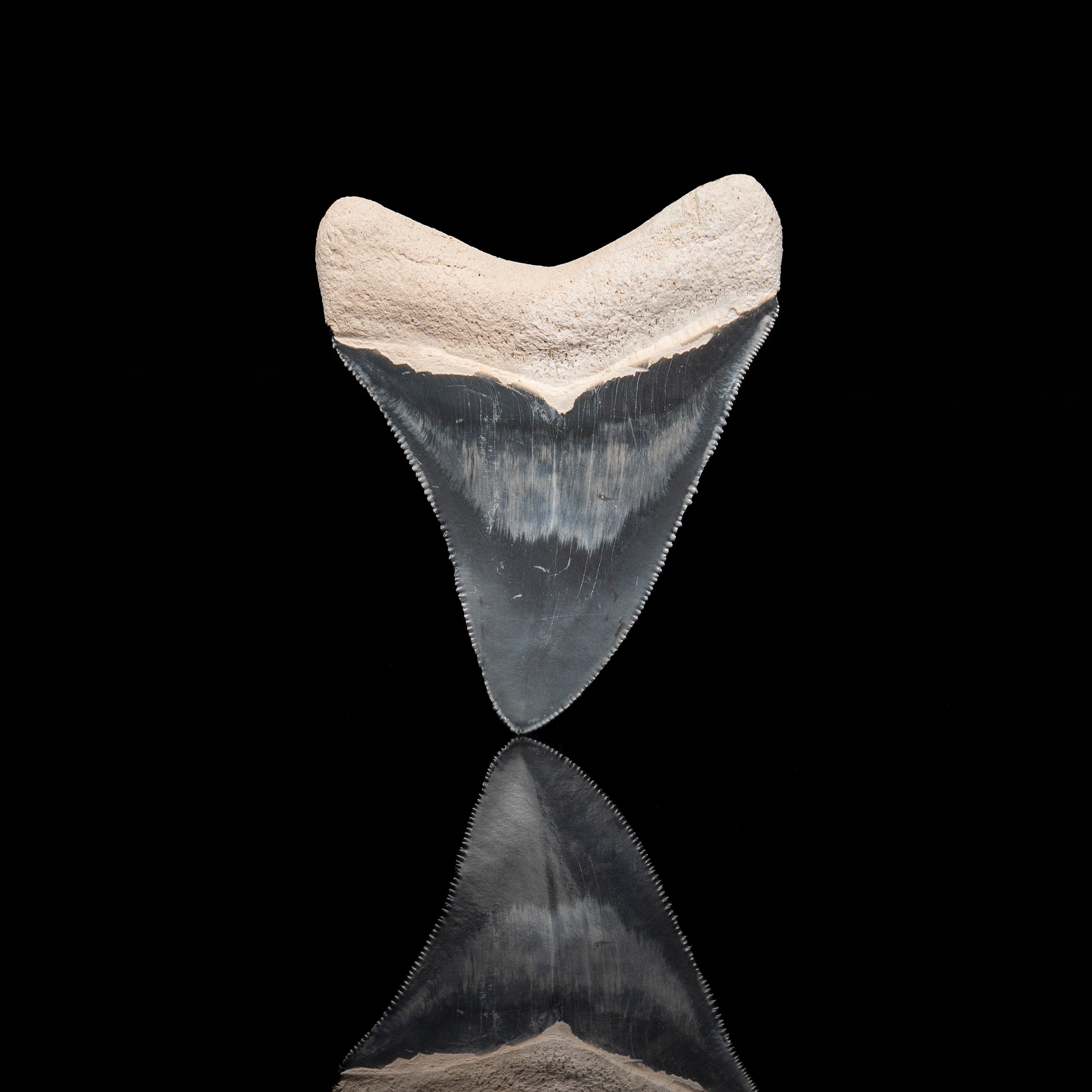 Bone Valley Megalodon 2.80"