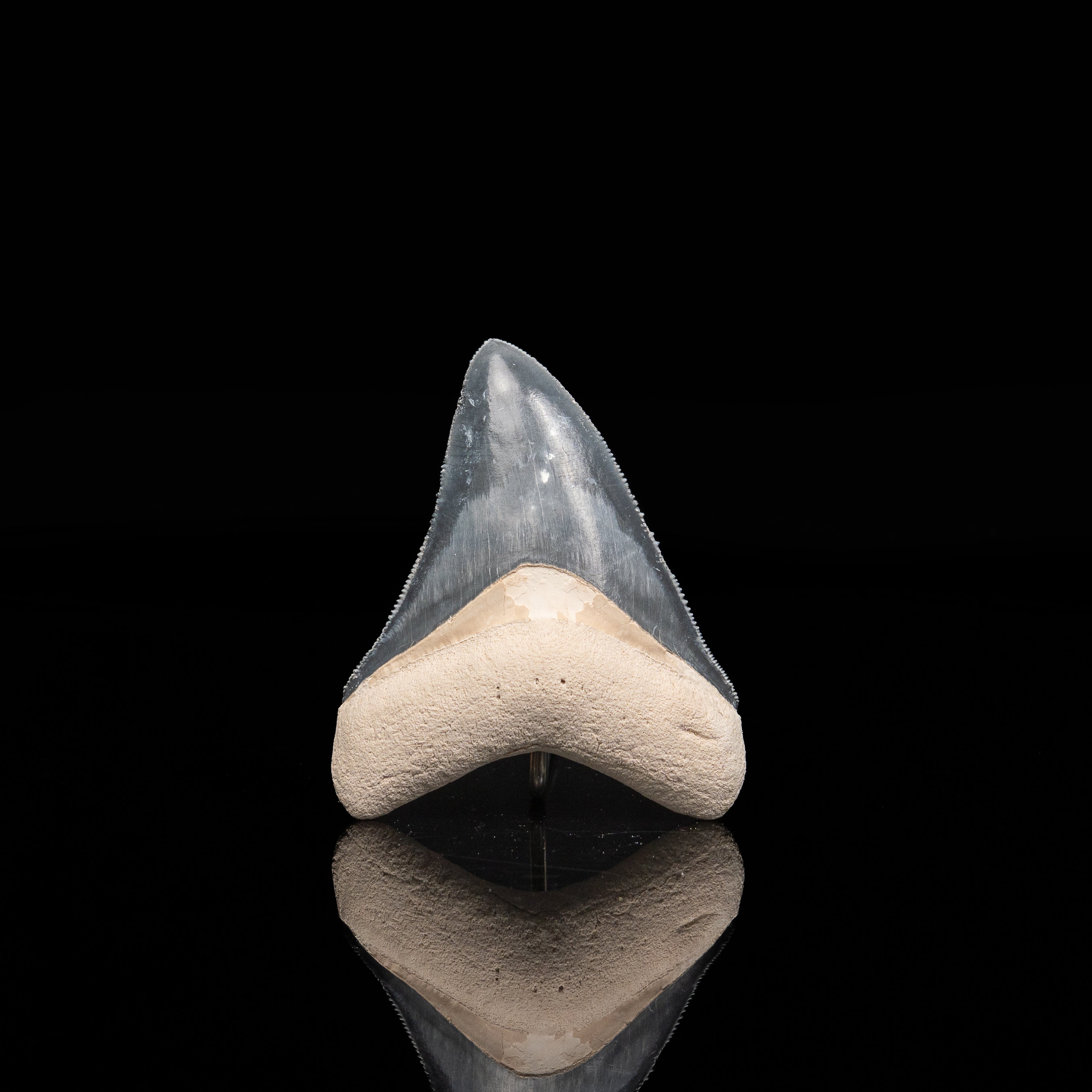 Bone Valley Megalodon 2.80"