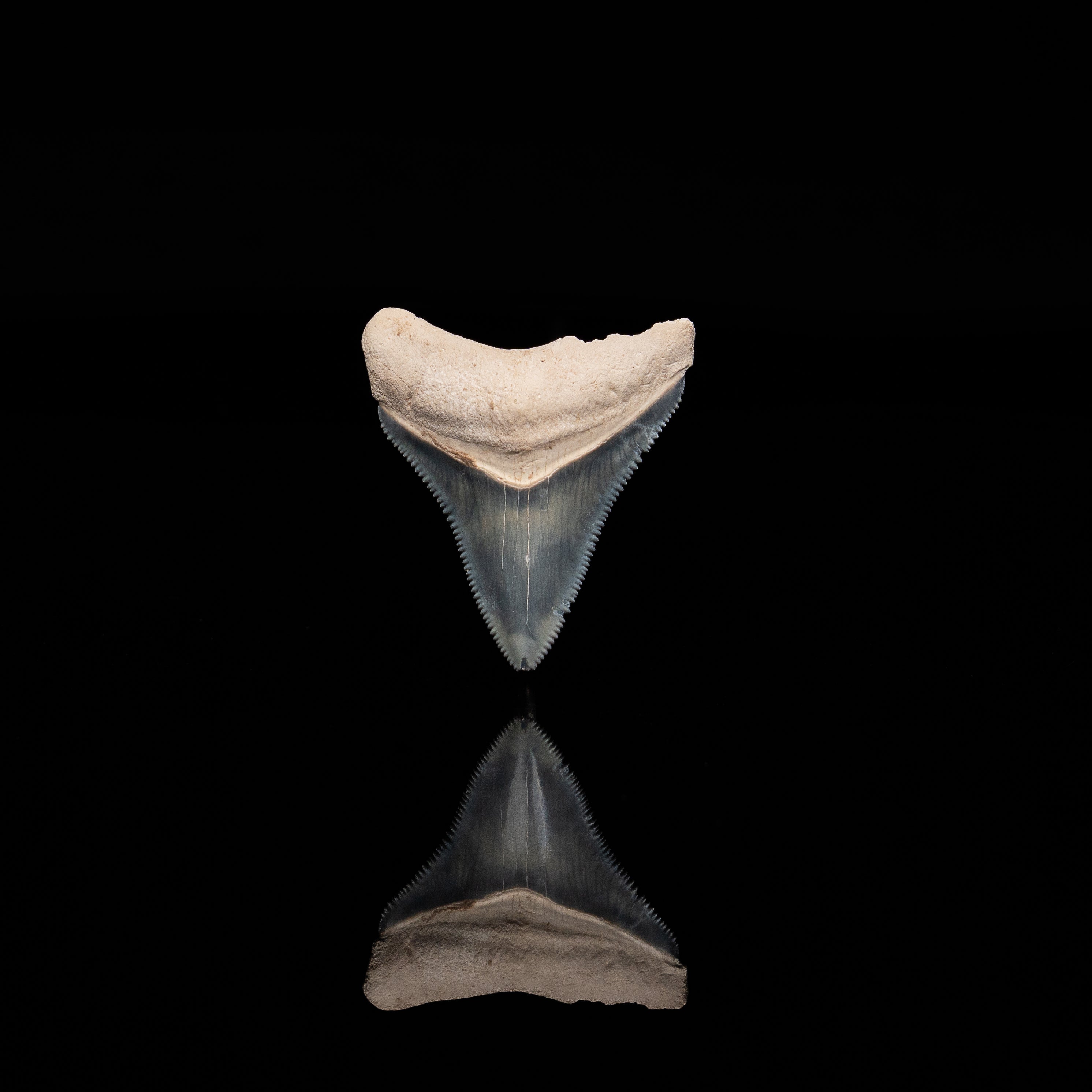 Bone Valley Megalodon 1.58"