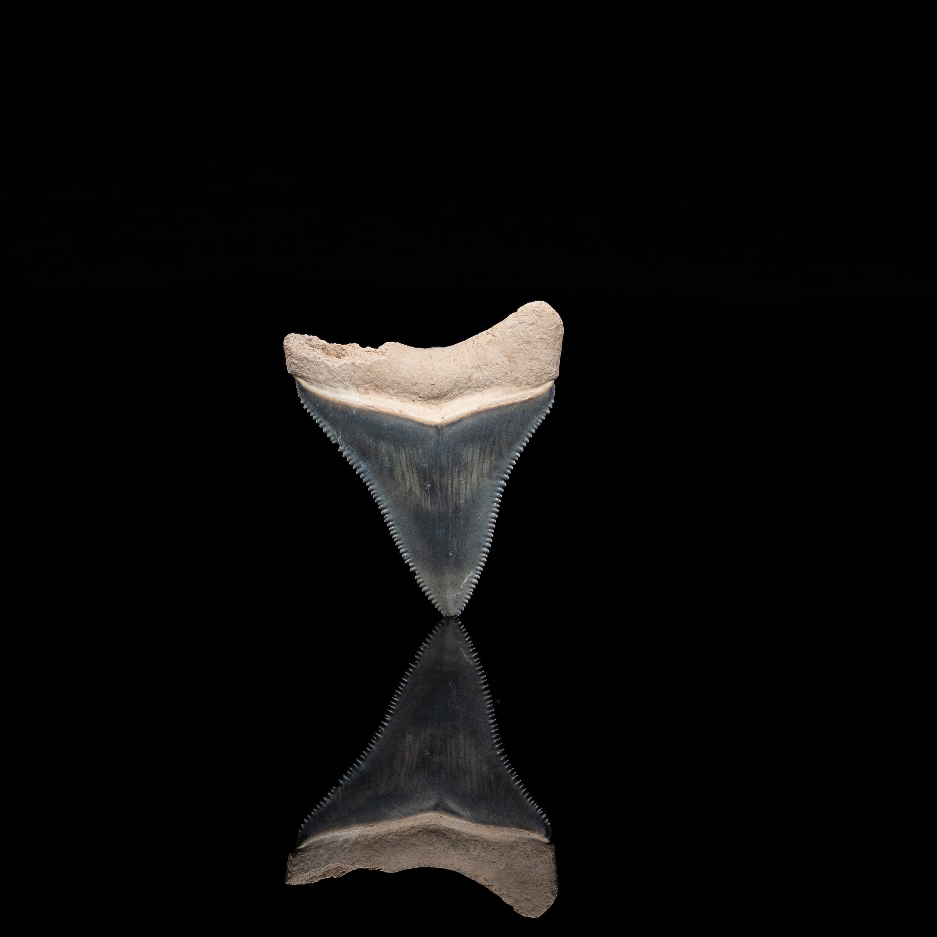 Bone Valley Megalodon 1.58"
