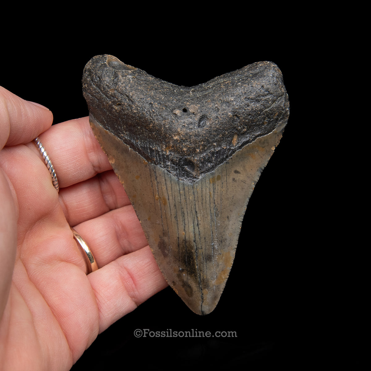 Genuine Prehistoric Fossil Tooth — Meg 3.59", North Carolina