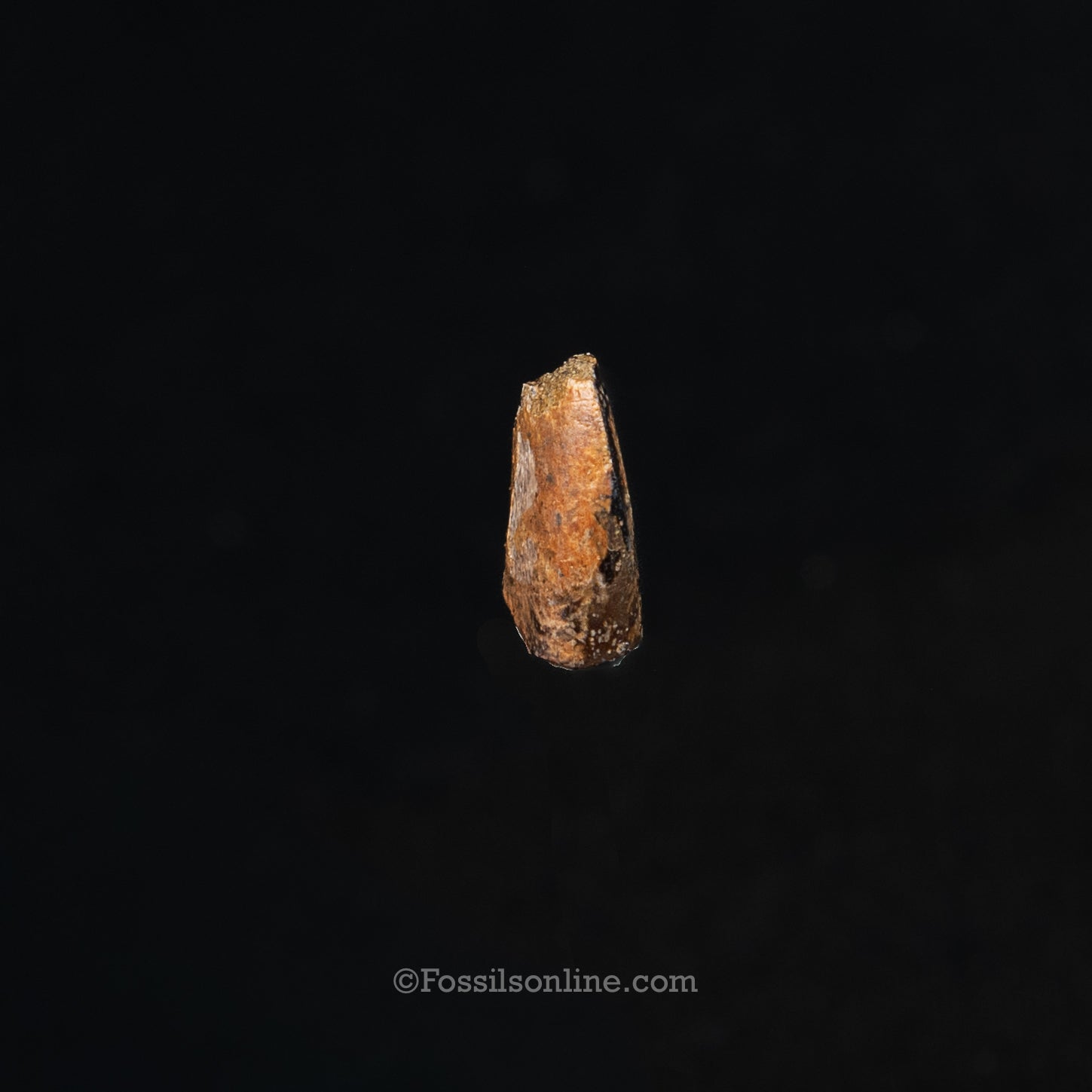 Authentic Nanotyrannus tooth in a Case Lance Formation, Wyoming
