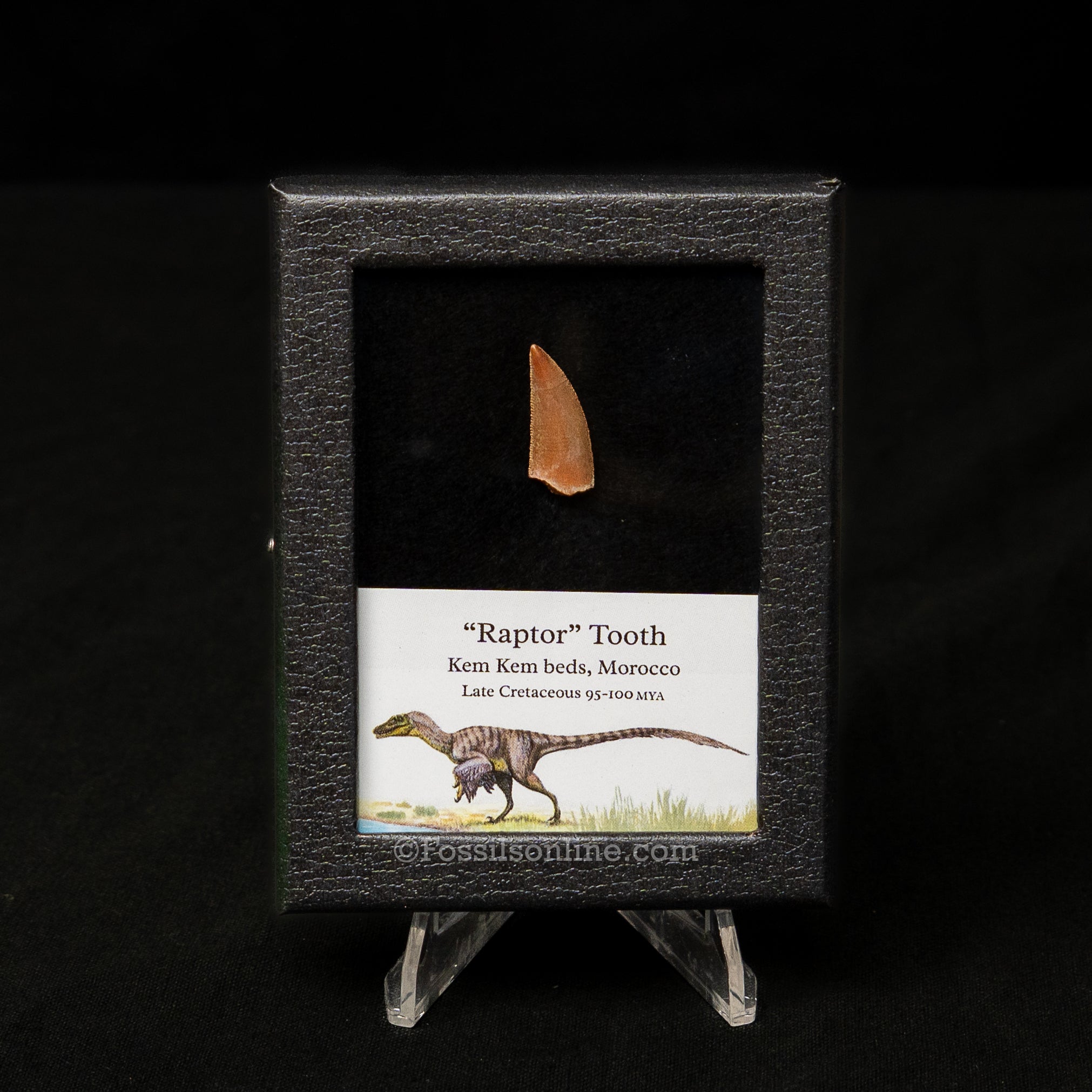 Choice Theropod Dinosaur Tooth "Raptor" in a sm display case