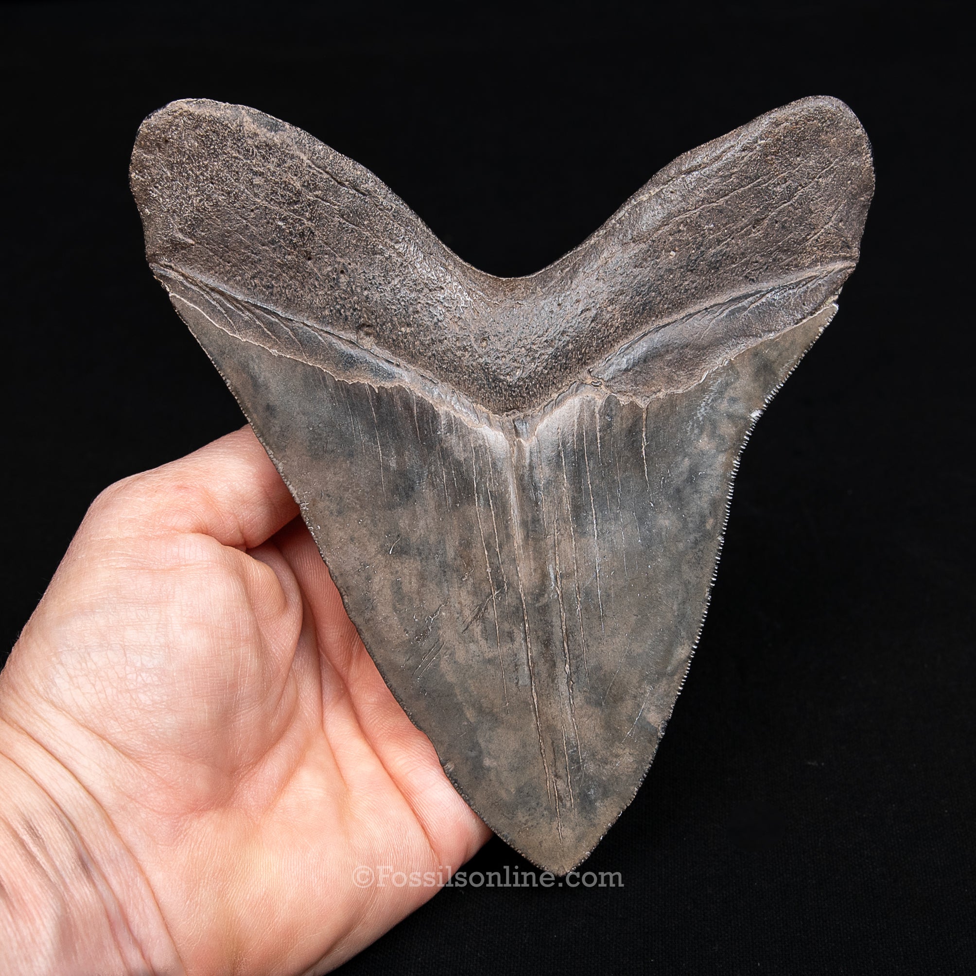 Genuine Prehistoric Fossil Tooth — Meg 5.69", St. Mary River, GA